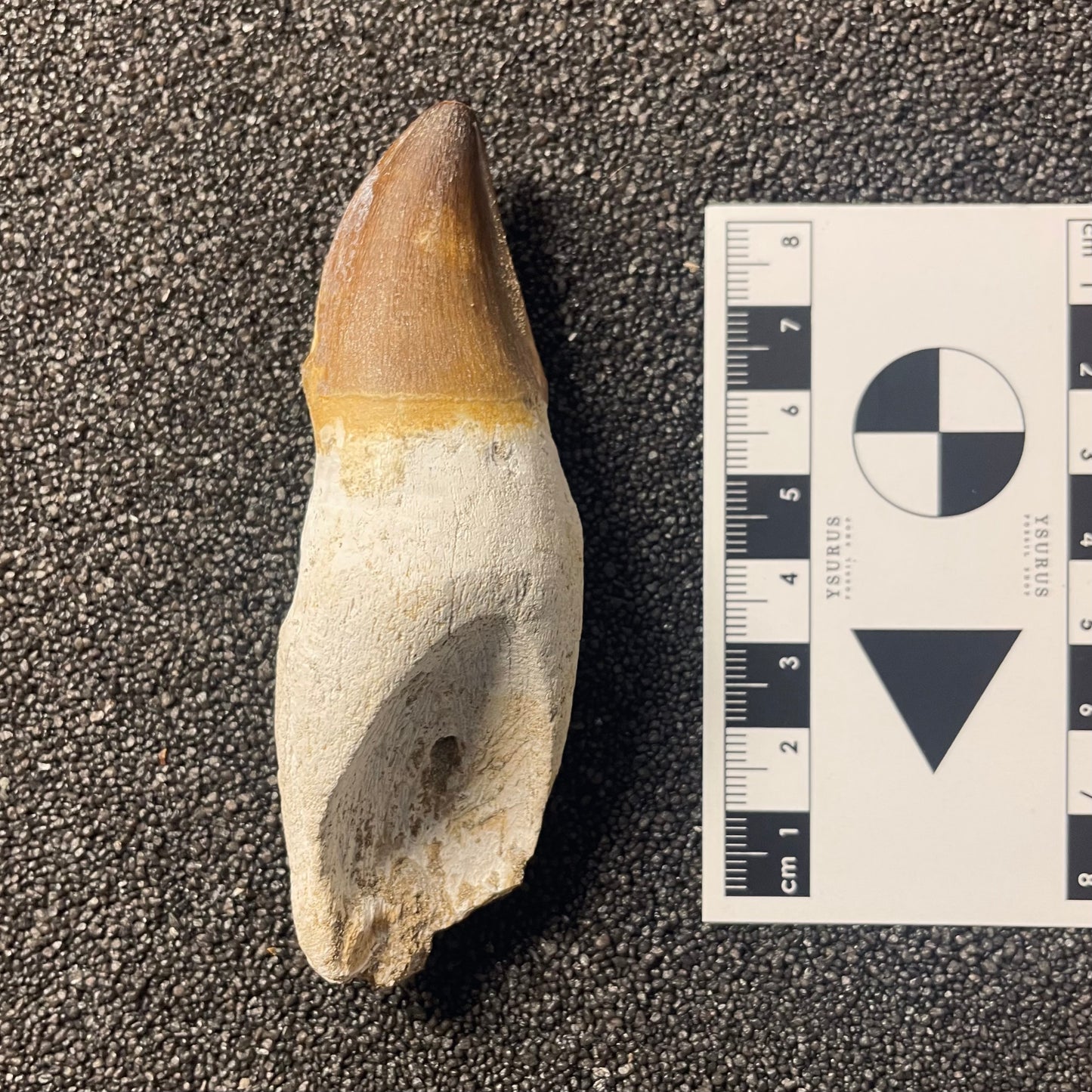 F2286 | Mosasauro | Prognathodon sp.