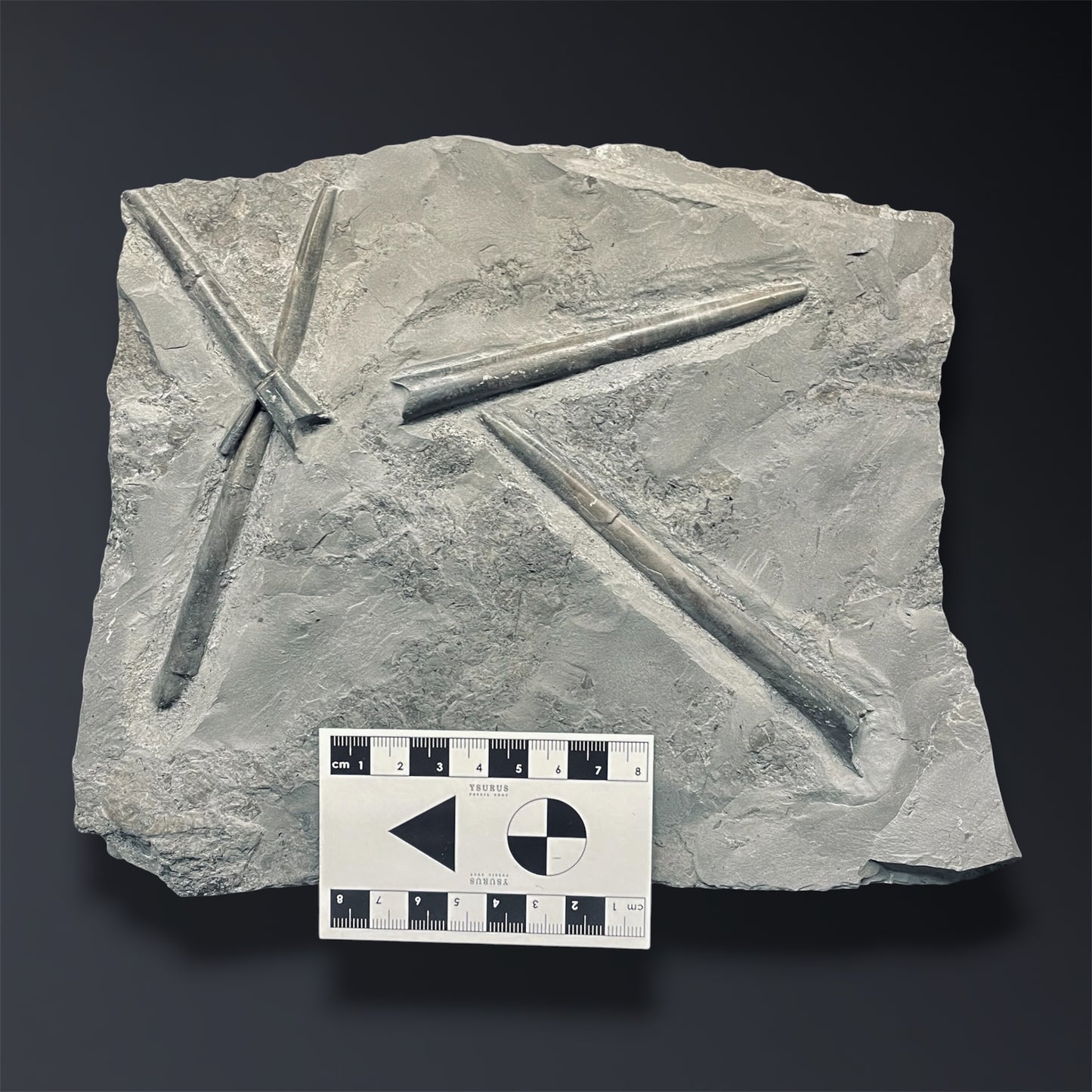 F2806 | Belemnite | Belemnoidea indet.