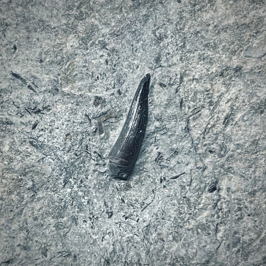 F1496 | Coccodrillo | Steneosaurus sp.