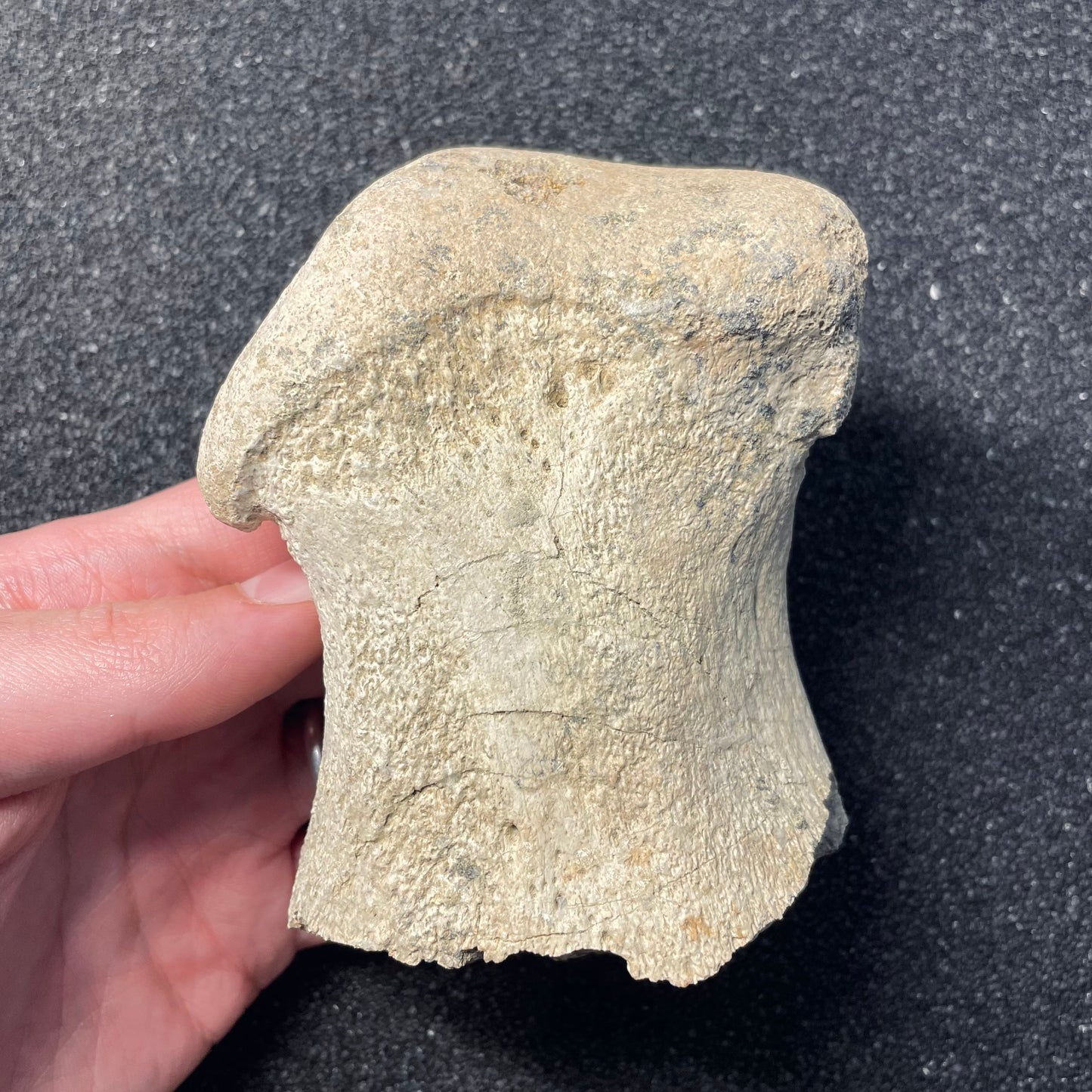 F1813 | Dinosauro | Edmontosaurus sp.