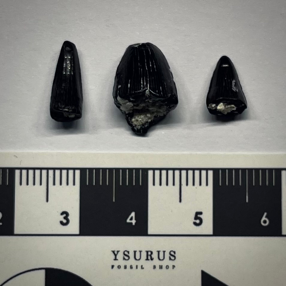 F3058 | 3 pz. | Coccodrillo | Diplocynodon sp.