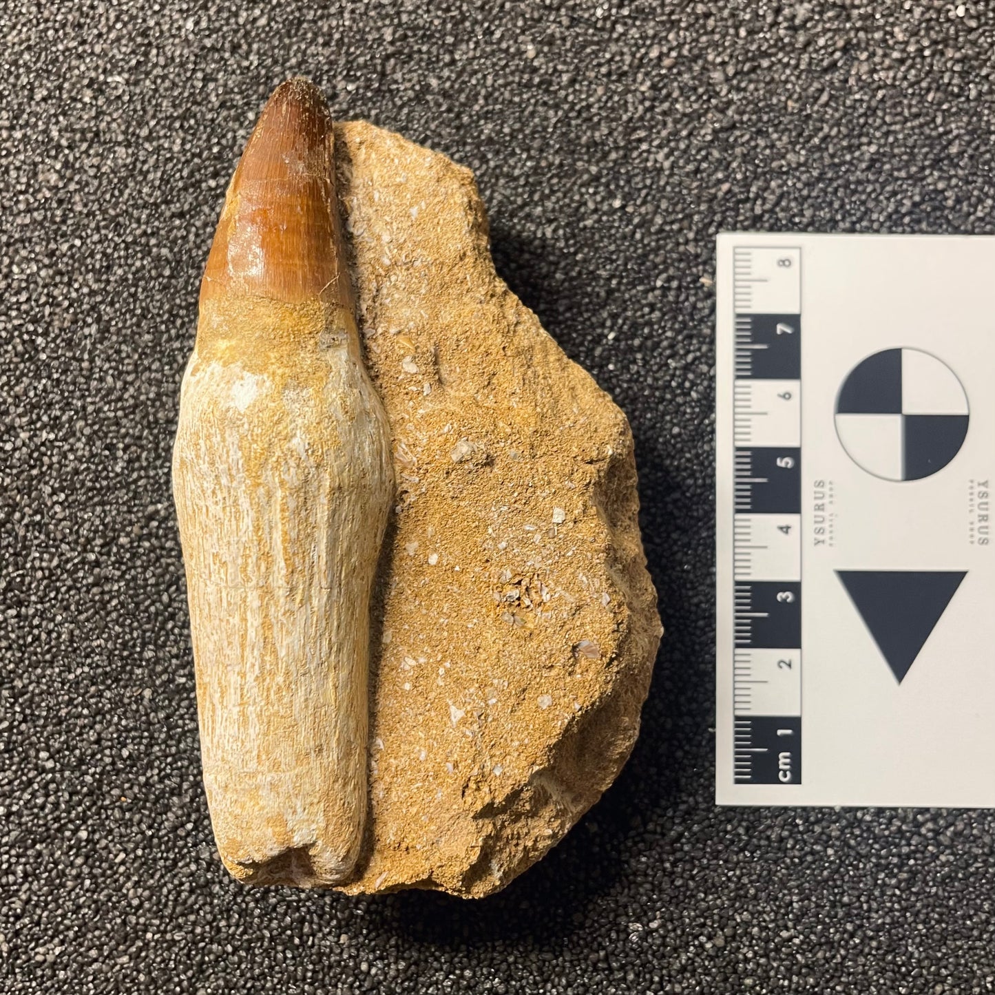 F2287 | RARO | Mosasauro | Prognathodon curii