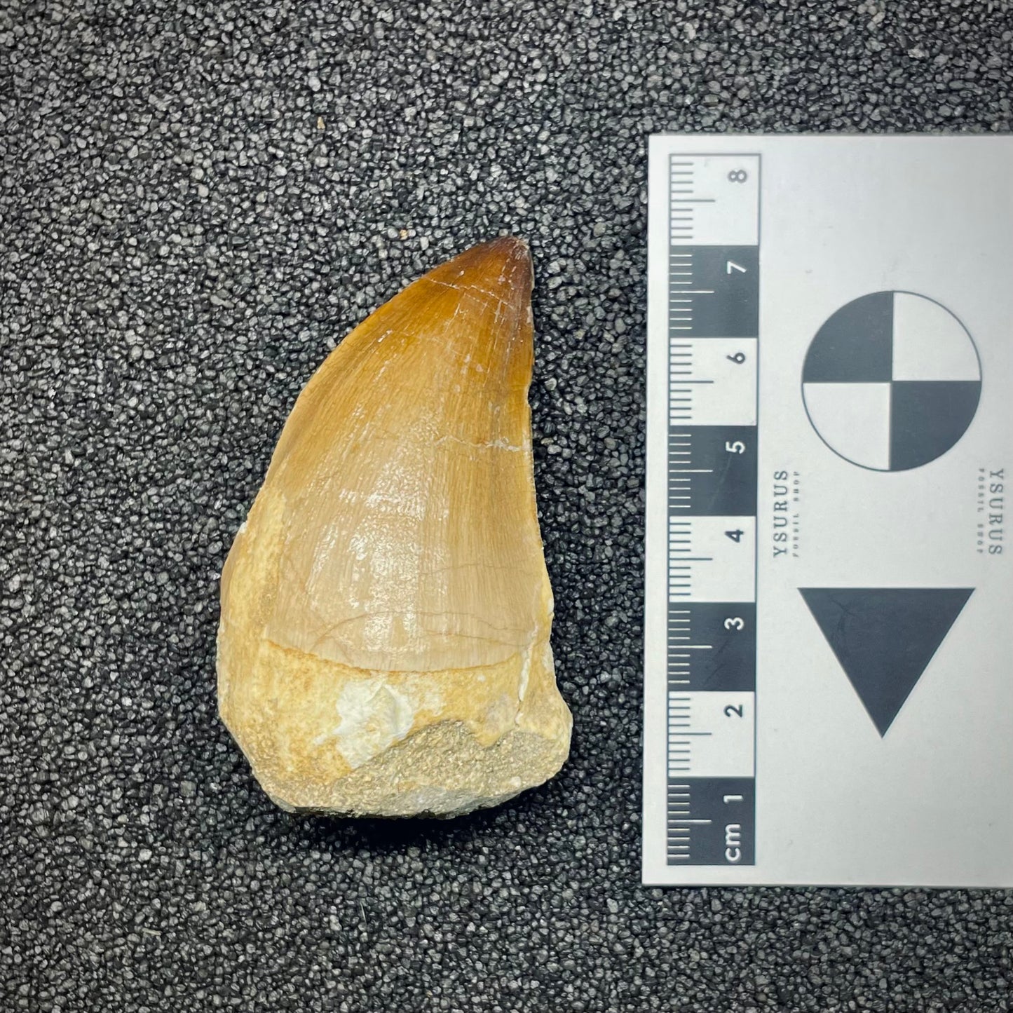 F2689 | Mosasauro | Prognathodon sp.