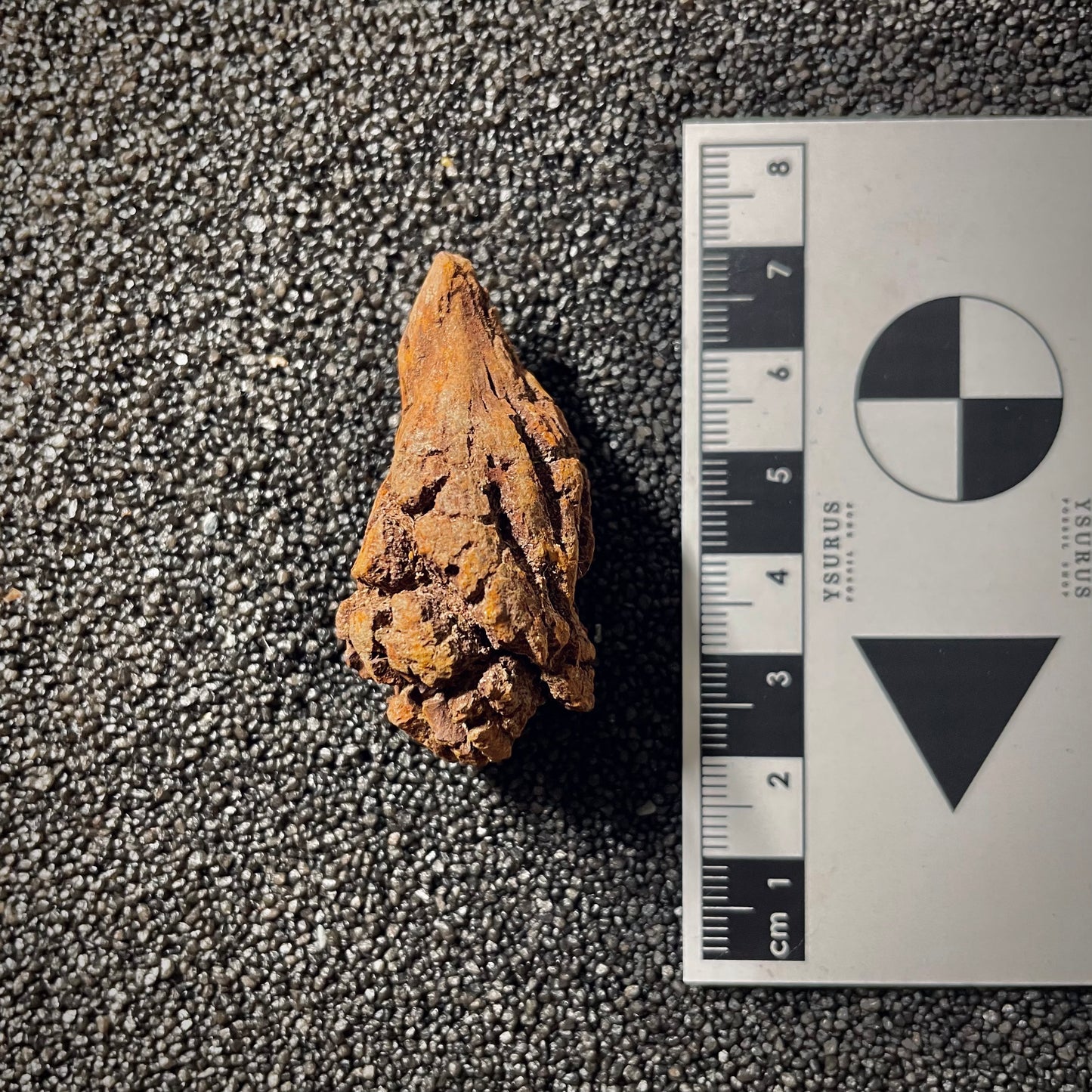 F2071 | Coprolite - Cololite | Testuggine