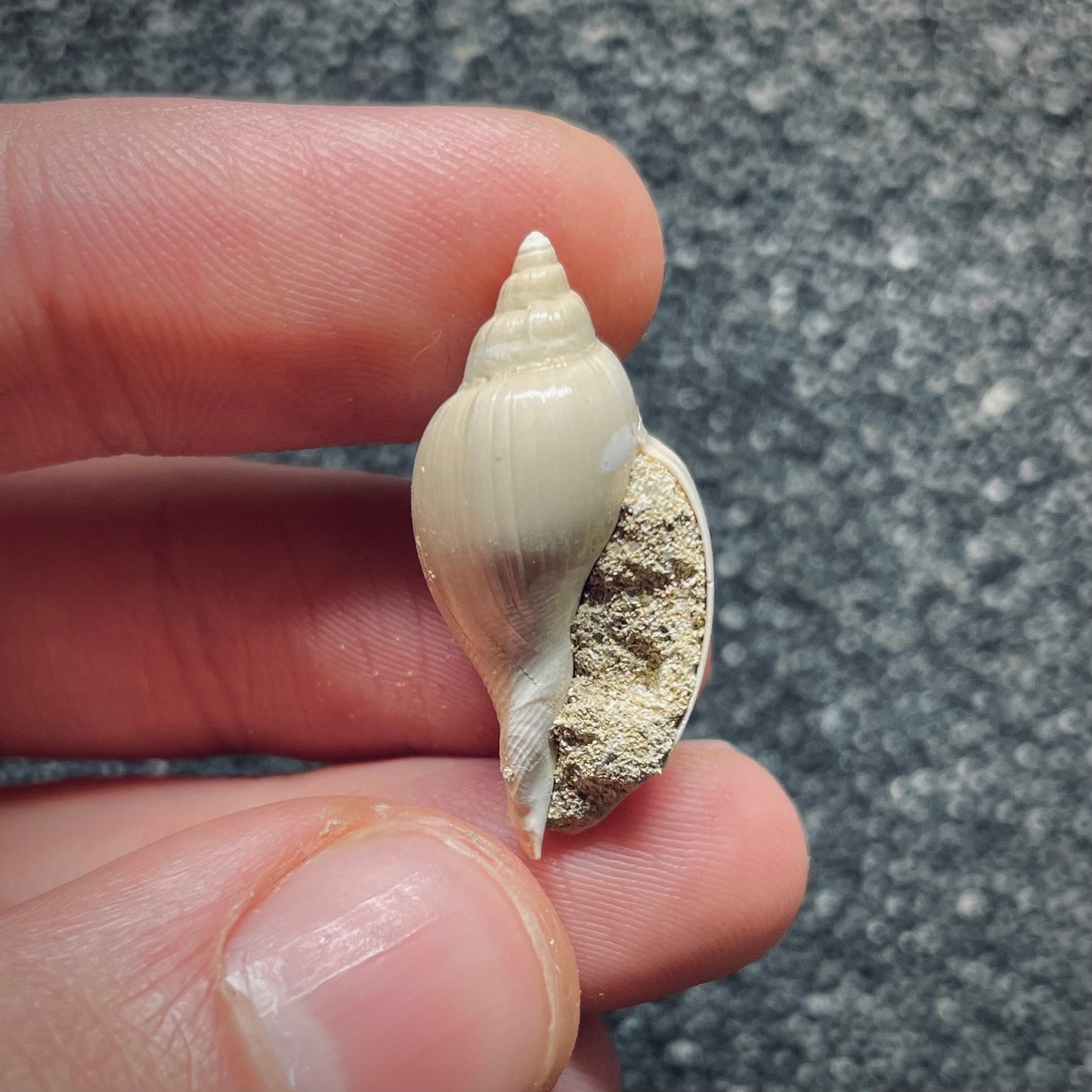 F1412 | Gasteropode | Cryptochorda stromboides