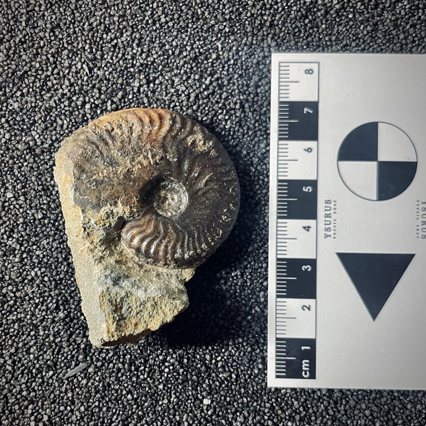 F2567 | Ammonite | Graphoceratidae indet.