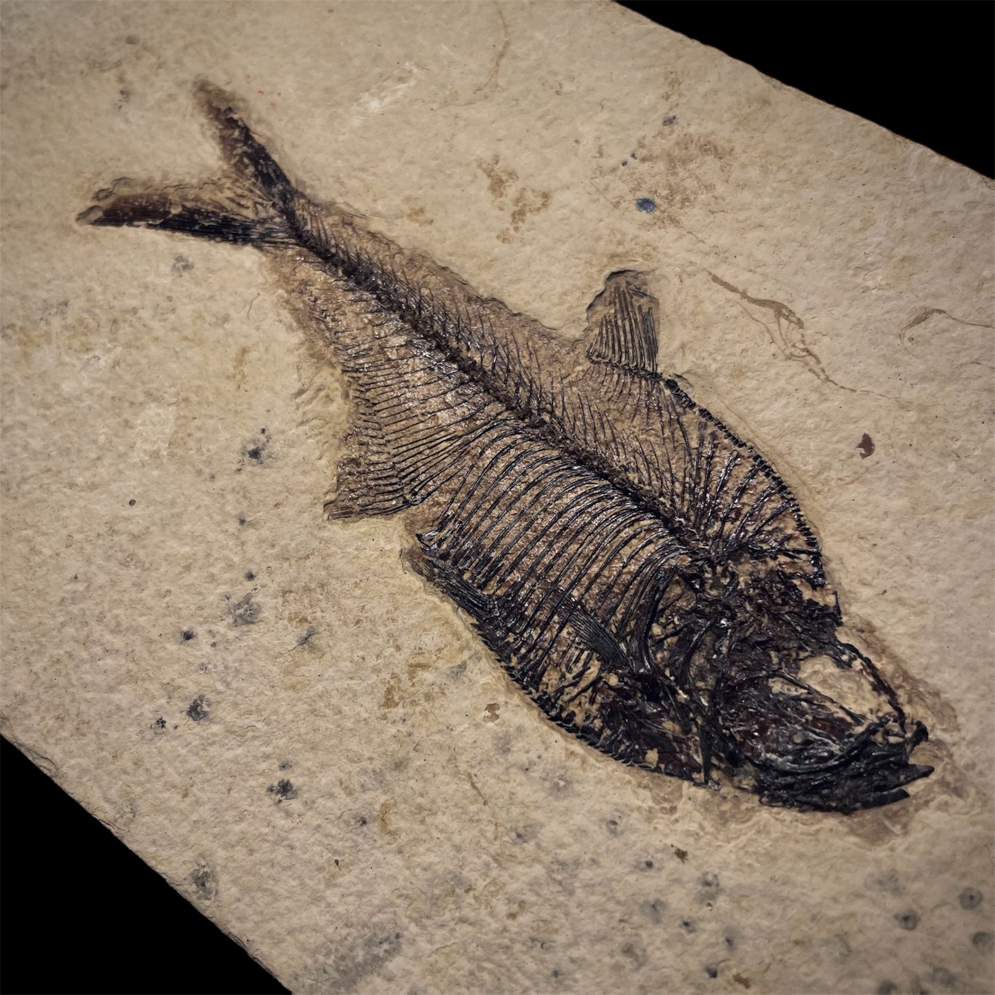 F1961 | Pesce | Diplomystus dentatus
