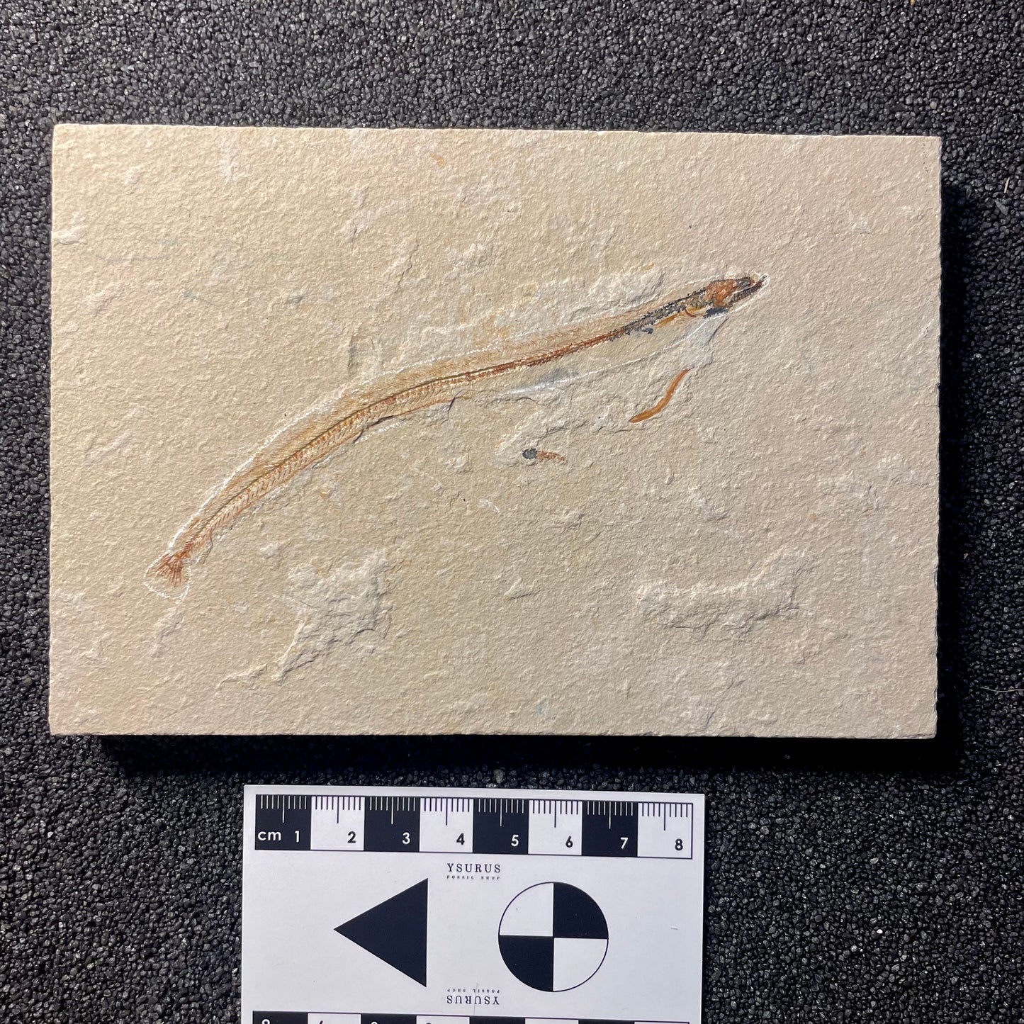 F2062 | Pesce | Hayenchelys germanus
