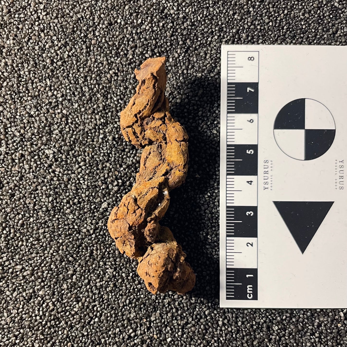 F2457 | Coprolite - Cololite | Testuggine