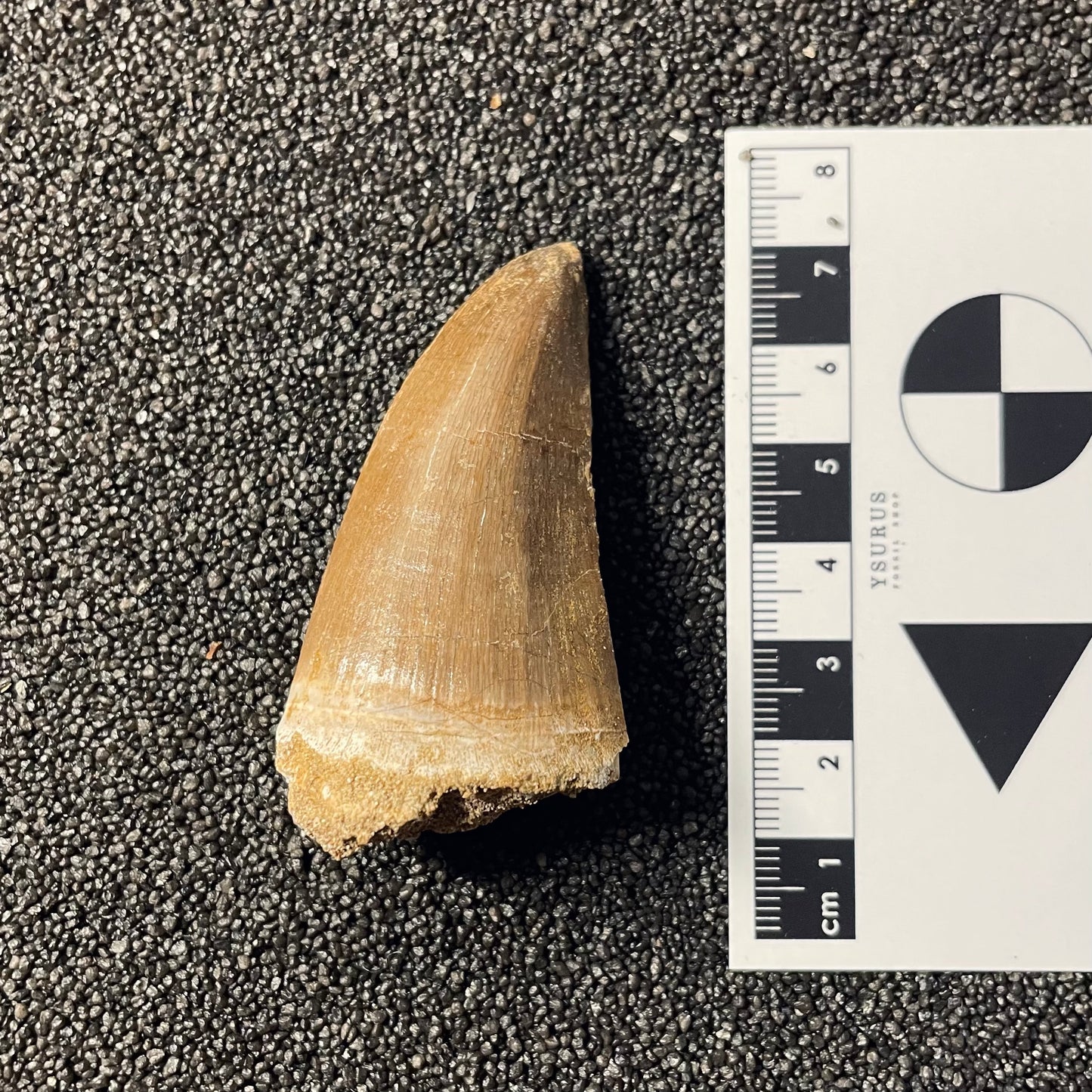 F2263 | Mosasauro | Hainosaurus boubker