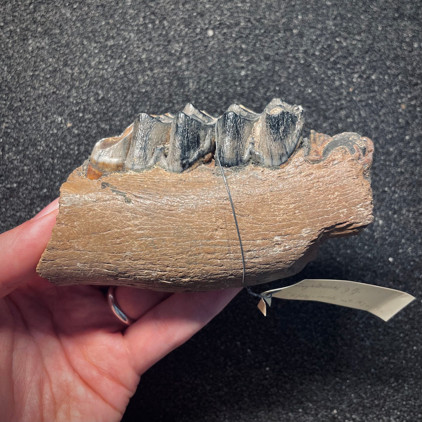 F1561 | Cervo gigante | Megaloceros giganteus