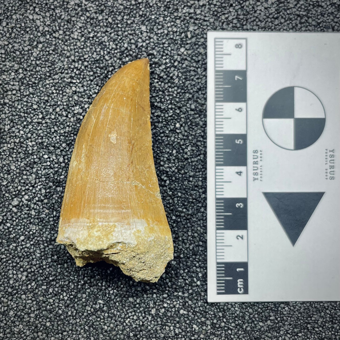 F2695 | Mosasauro | Hainosaurus boubker