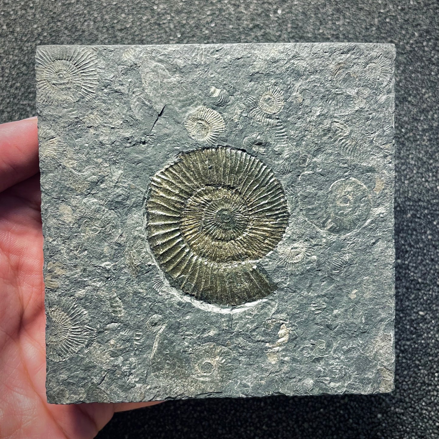 F1978 | Ammonite | Dactylioceras commune