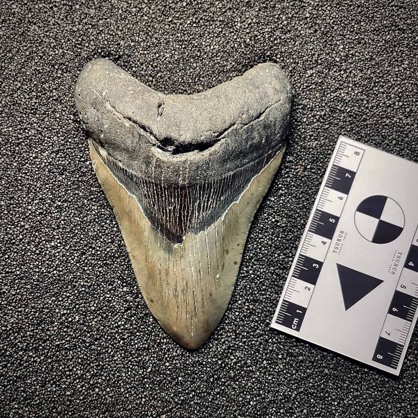 F2136 | Squalo | Otodus megalodon