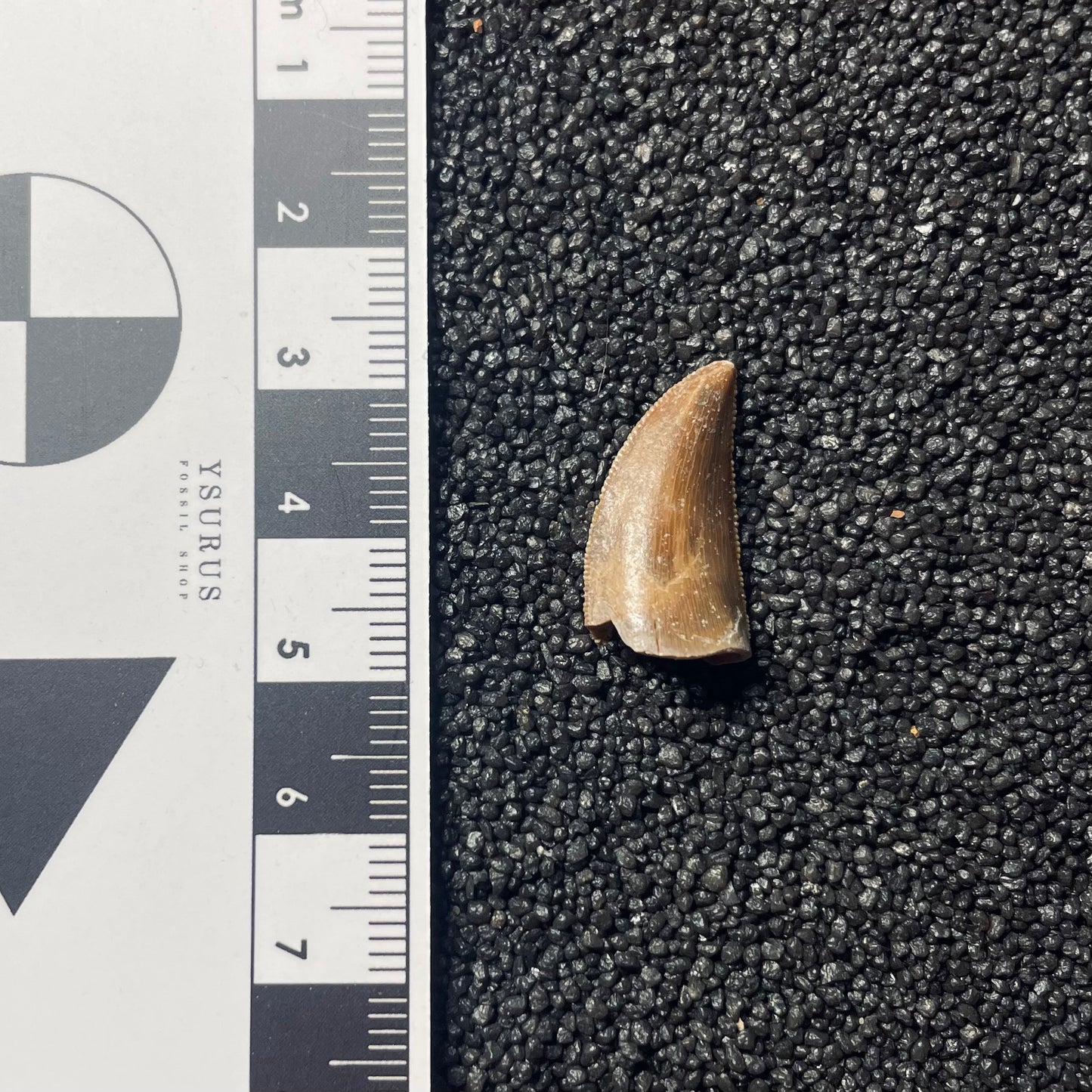 F2109 | Dinosauro | Majungasaurus crenatissimus