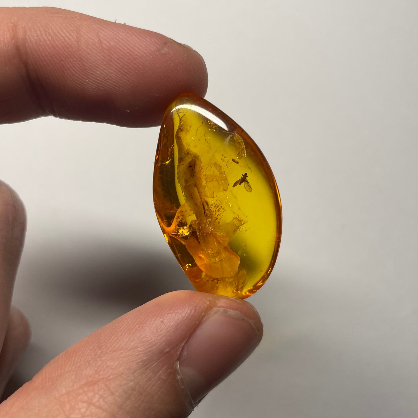 F2430 | Ambra con inclusione | Plecoptera indet.