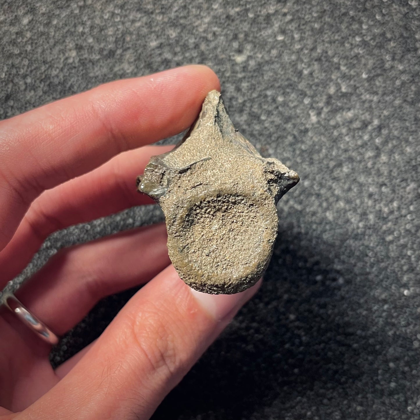 F2056 | RARO | Dinosauro | Tyrannosauroidea indet.