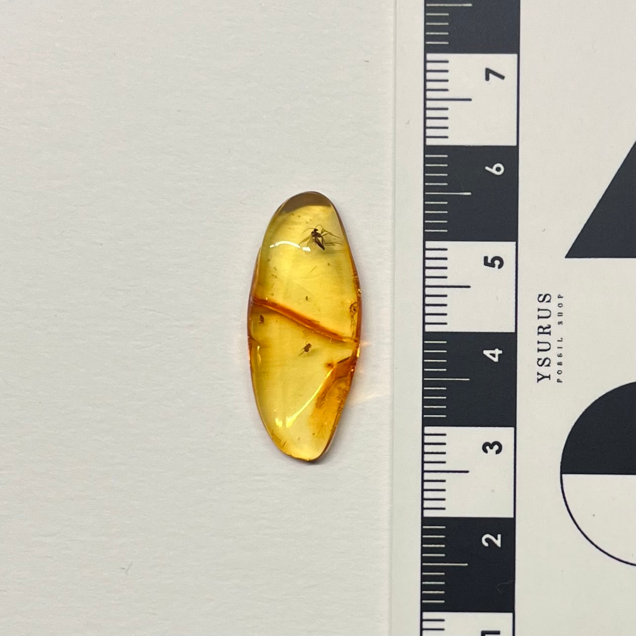 F2857 | Ambra con inclusione | Keroplatidae indet. & Aphididae indet.
