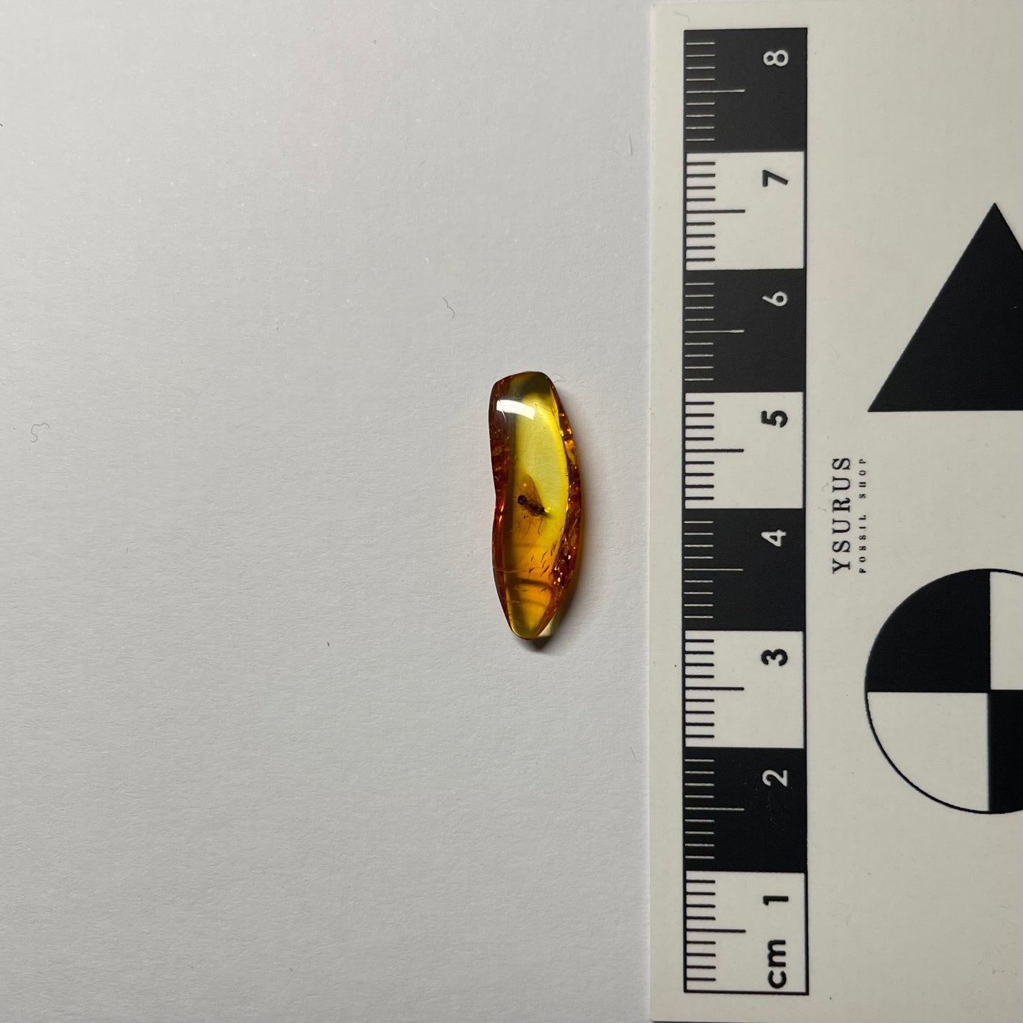 F2416 | Ambra con inclusione | Prenolepis henschei