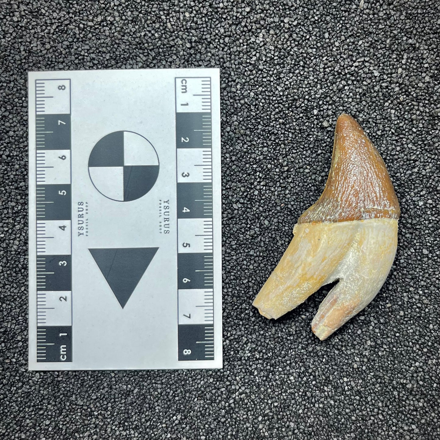 F2937 | Cetaceo | Pappocetus sp.