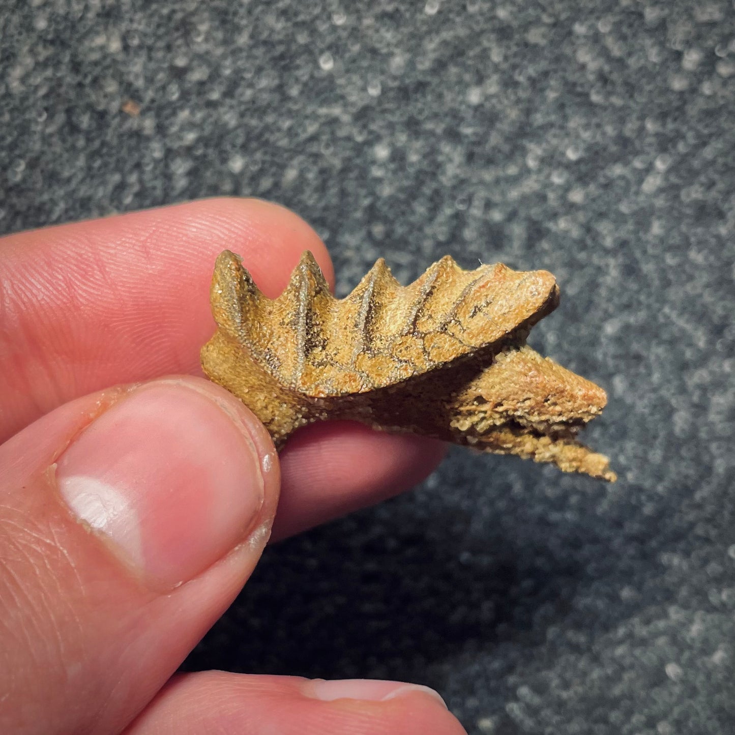 F1708 | Pesce | Neoceratodus africanus