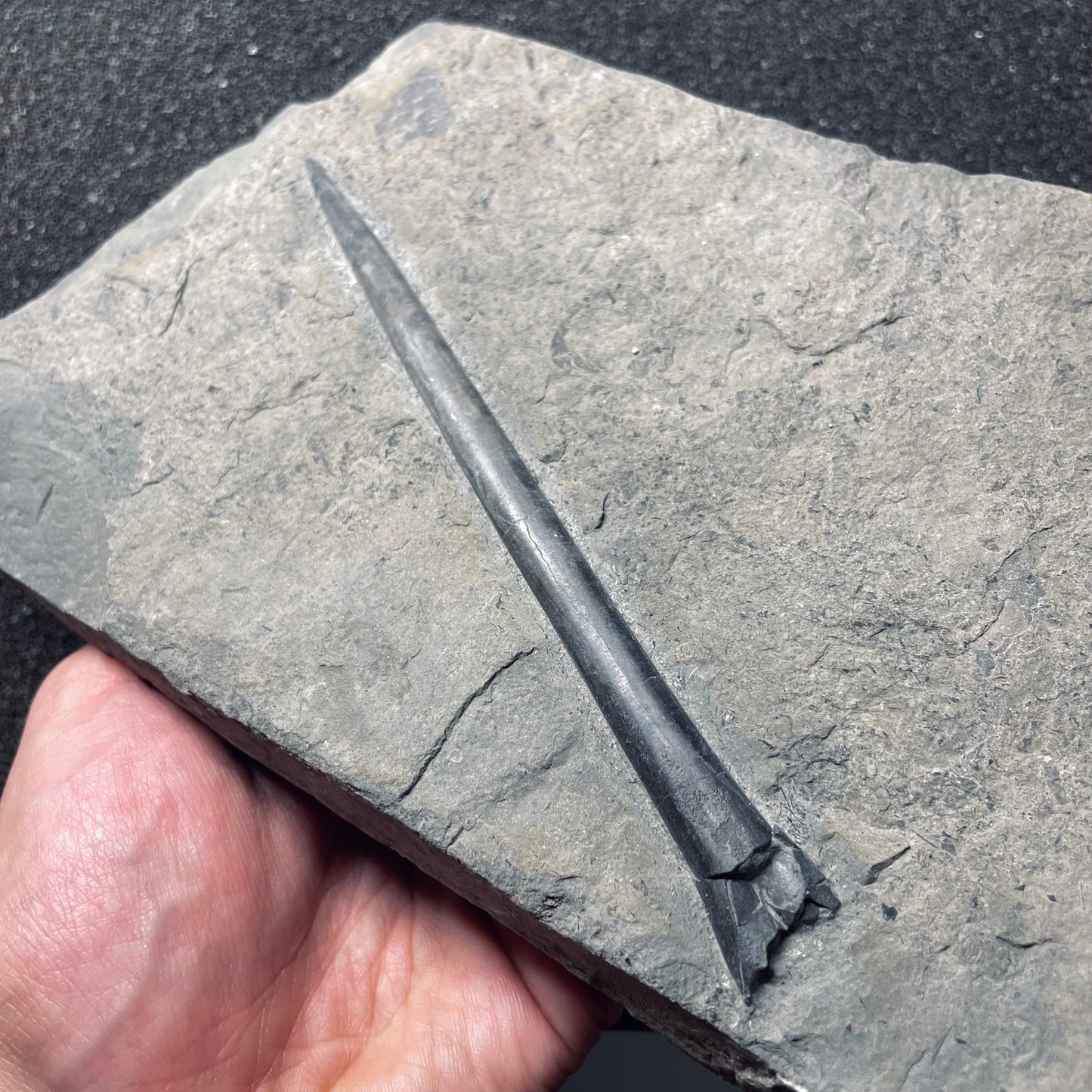 F1839 | Belemnite | Belemnoidea indet.