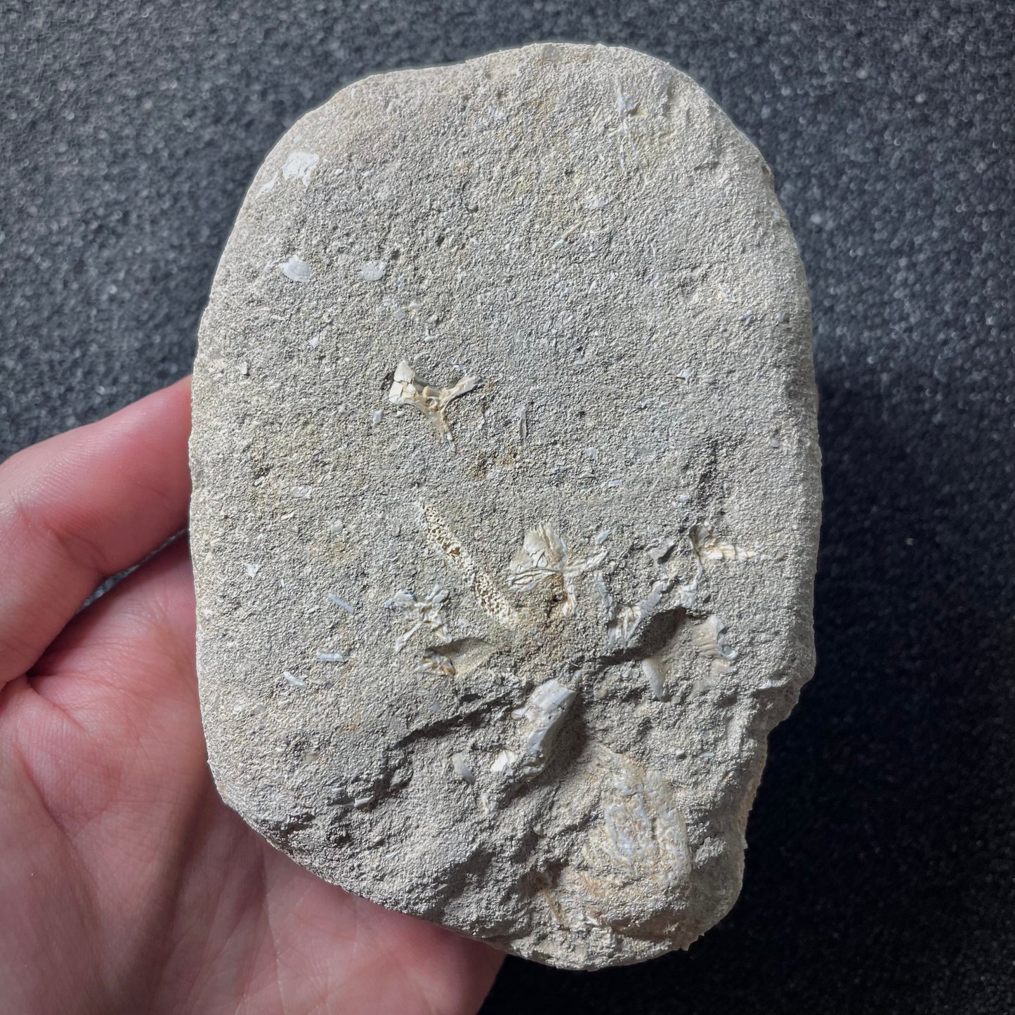 F1921 | RARO | Mosasauro | Prognathodon curii