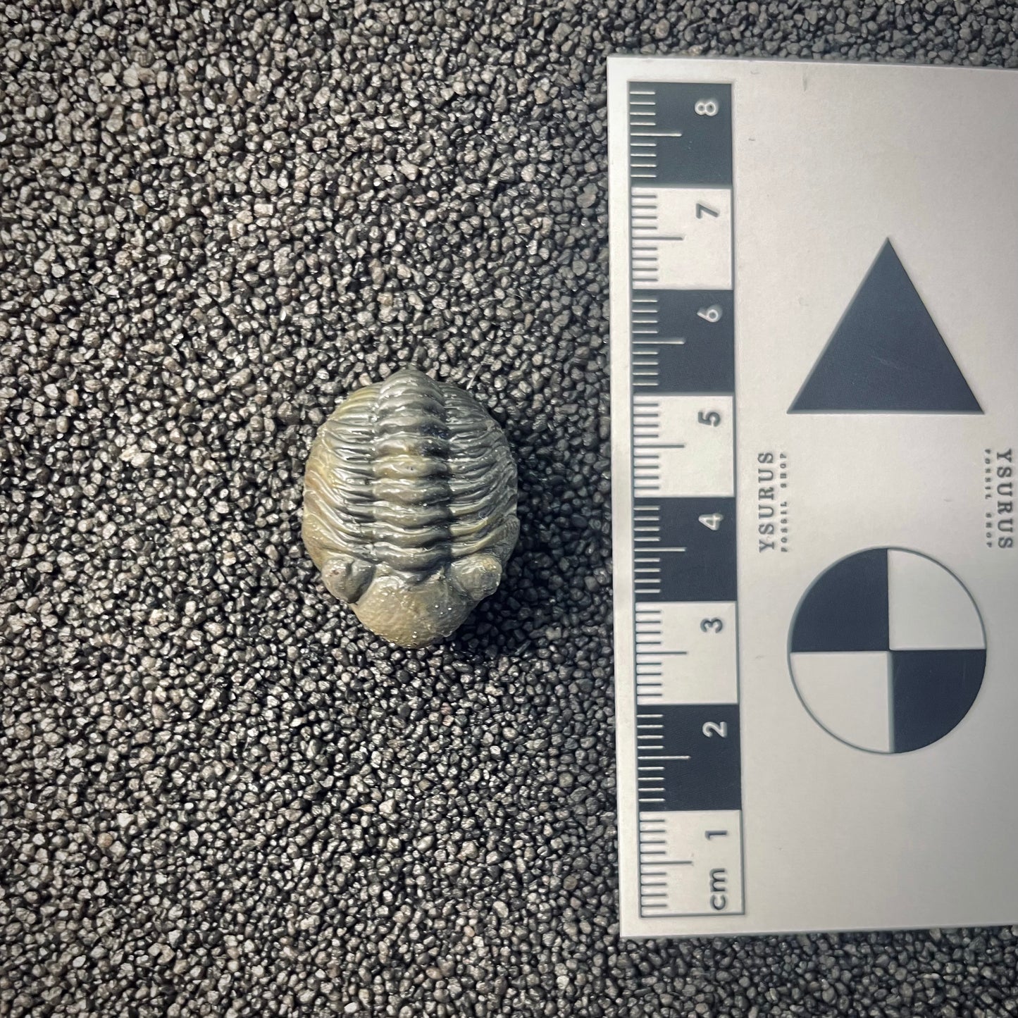 F2601 | Trilobite | Phacopidae indet.