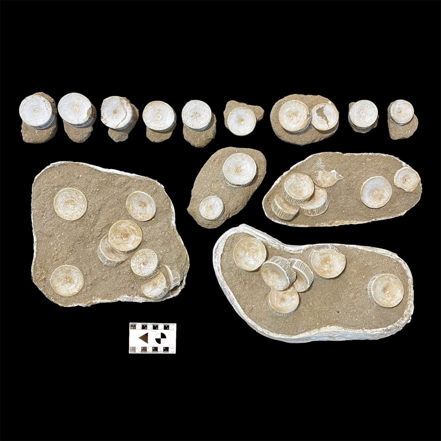 F1834 | RARO | Squalo | Selachimorpha indet.