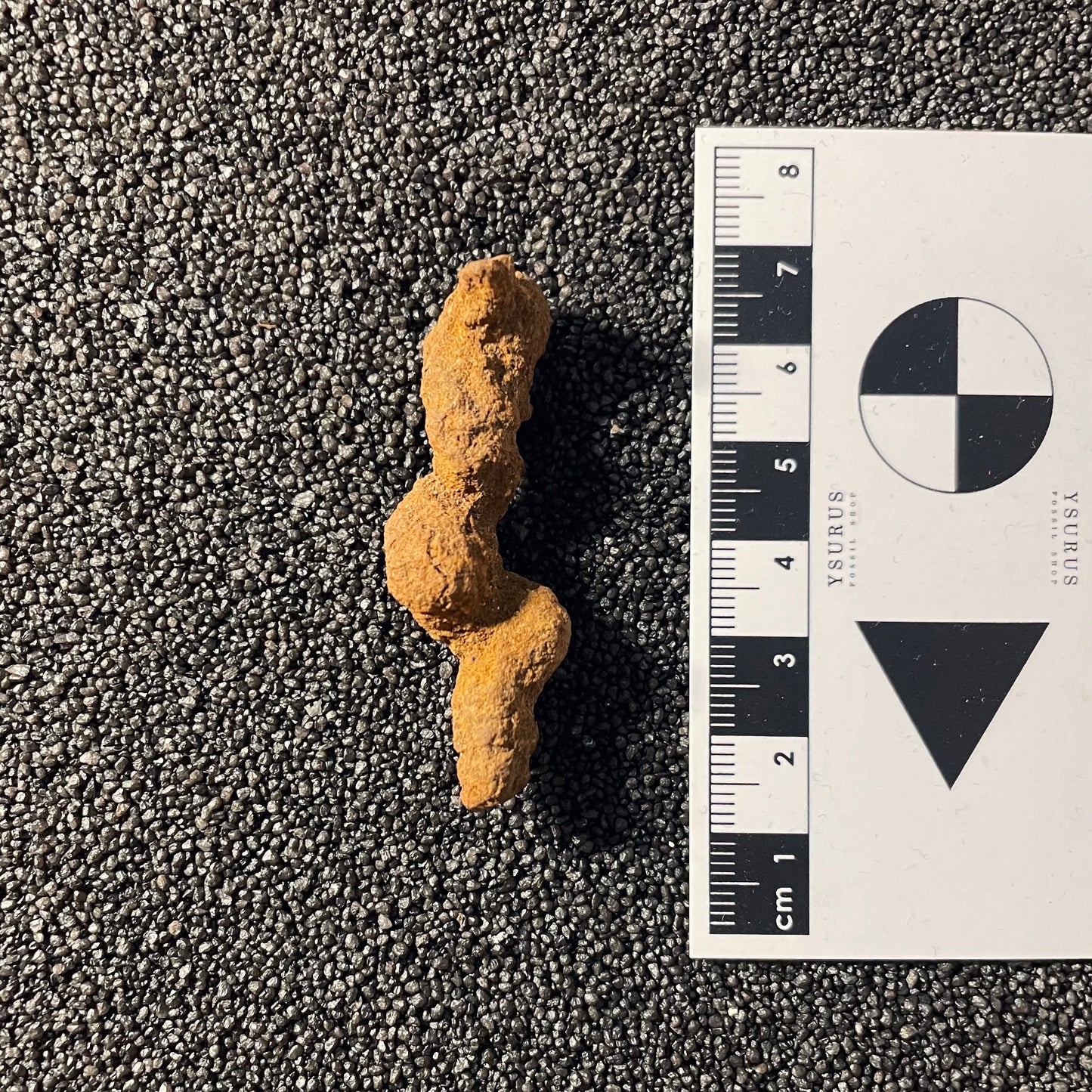 F2460 | Coprolite - Cololite | Testuggine