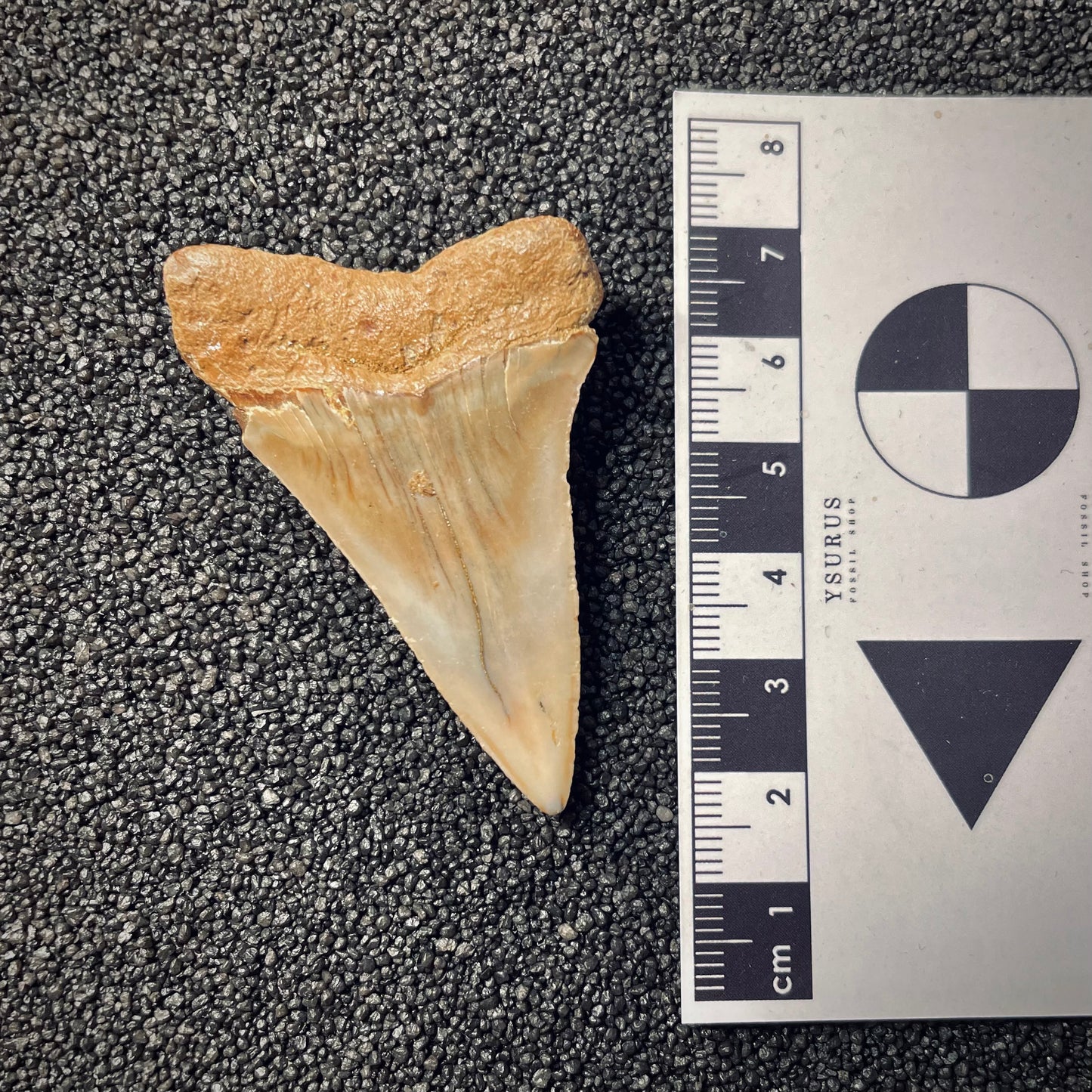 F1947 | Squalo | Carcharodon hastalis