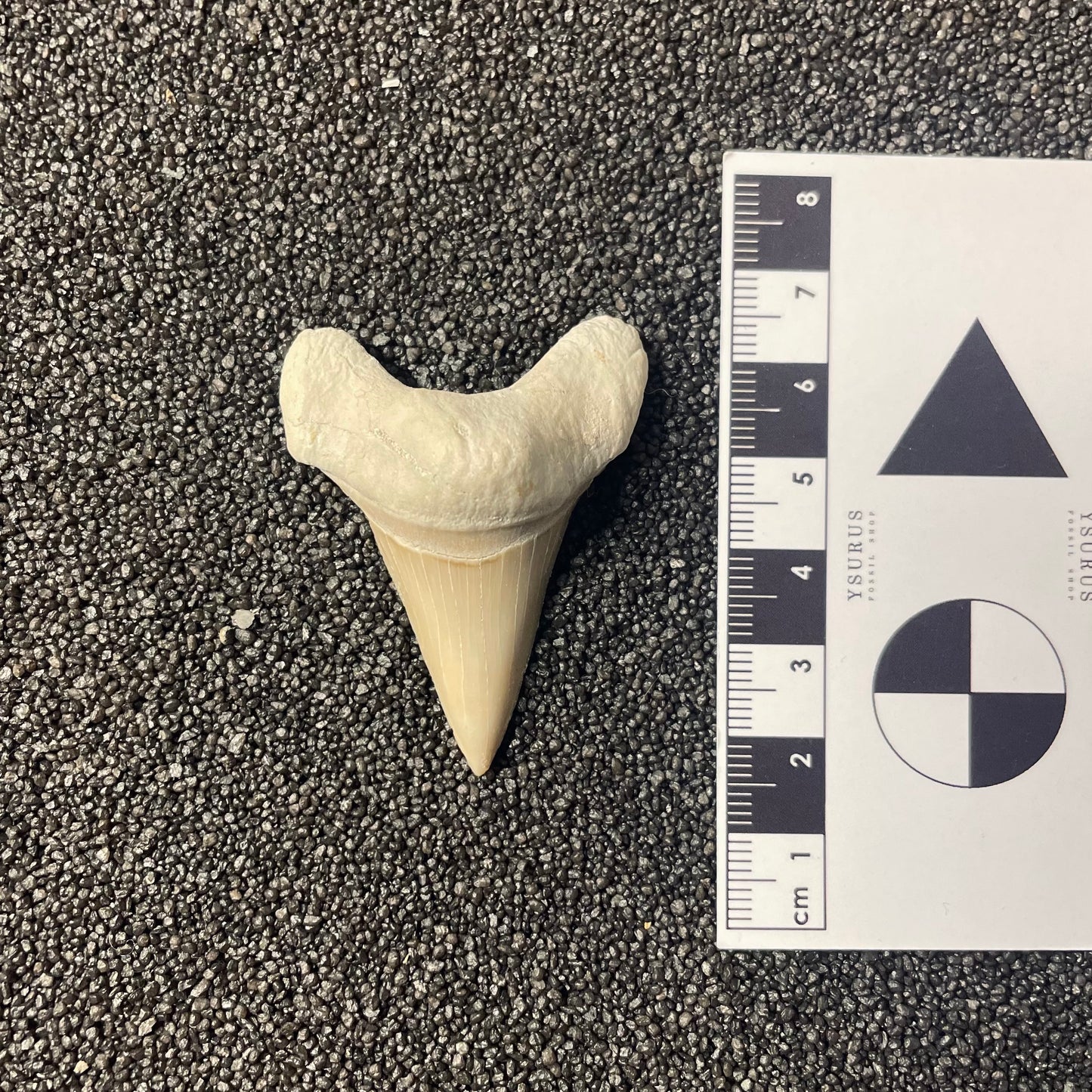 F2212 | Squalo | Otodus obliquus