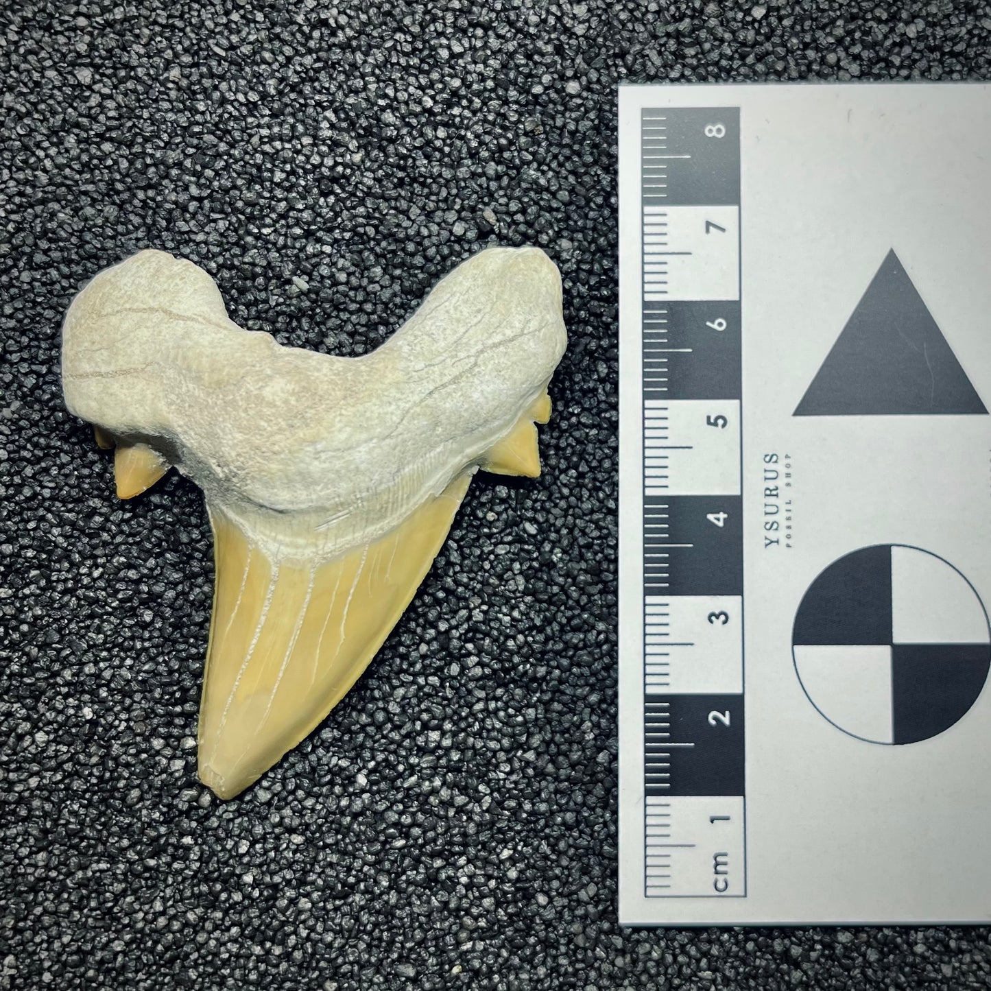 F2761 | Squalo | Otodus obliquus