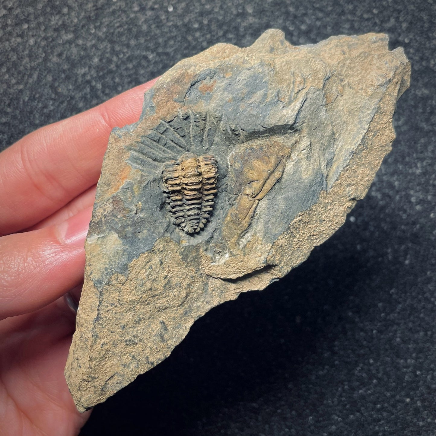 F1576 | Trilobite | Placoparia tournemini