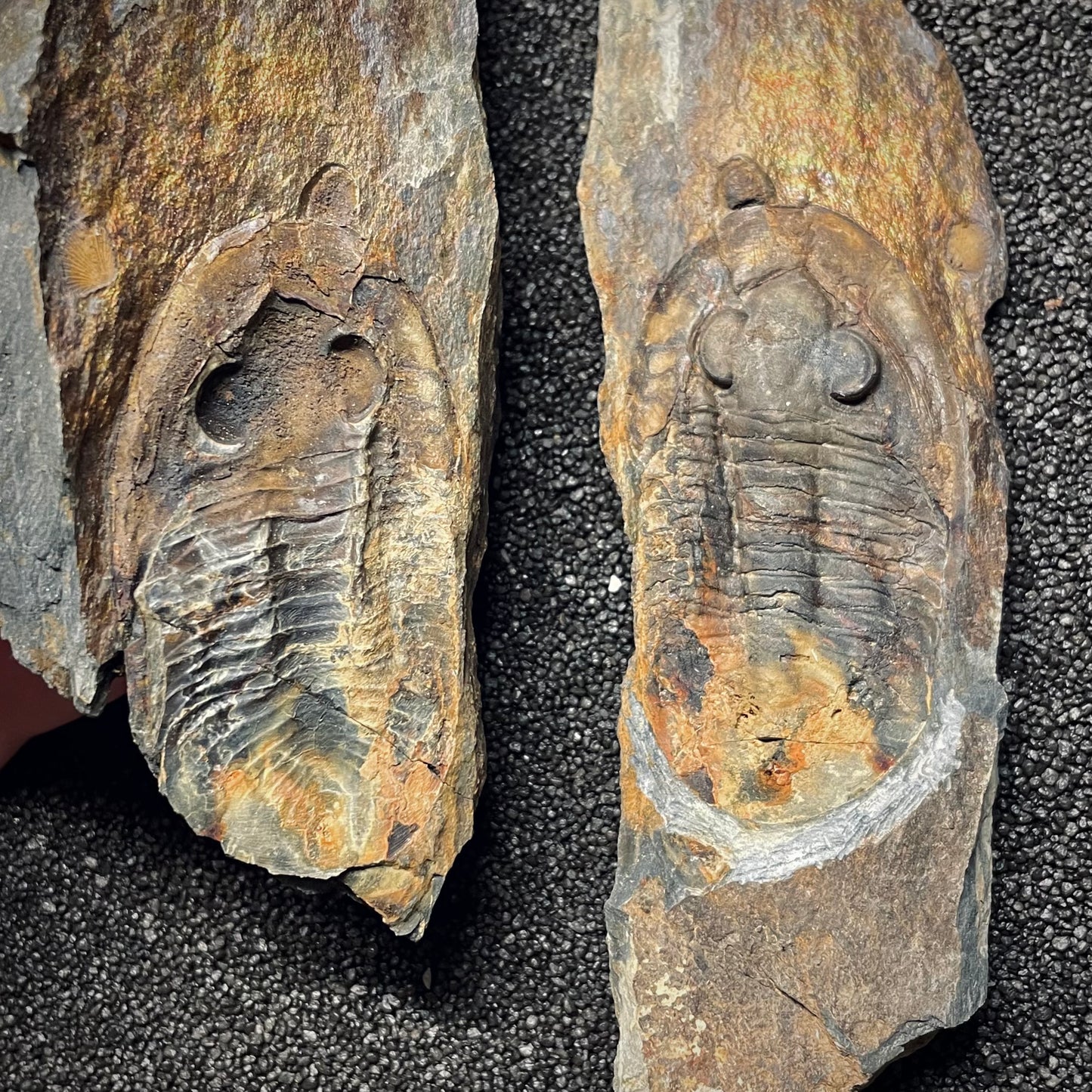 F1588 | Trilobite | Nobiliasaphus nobilis