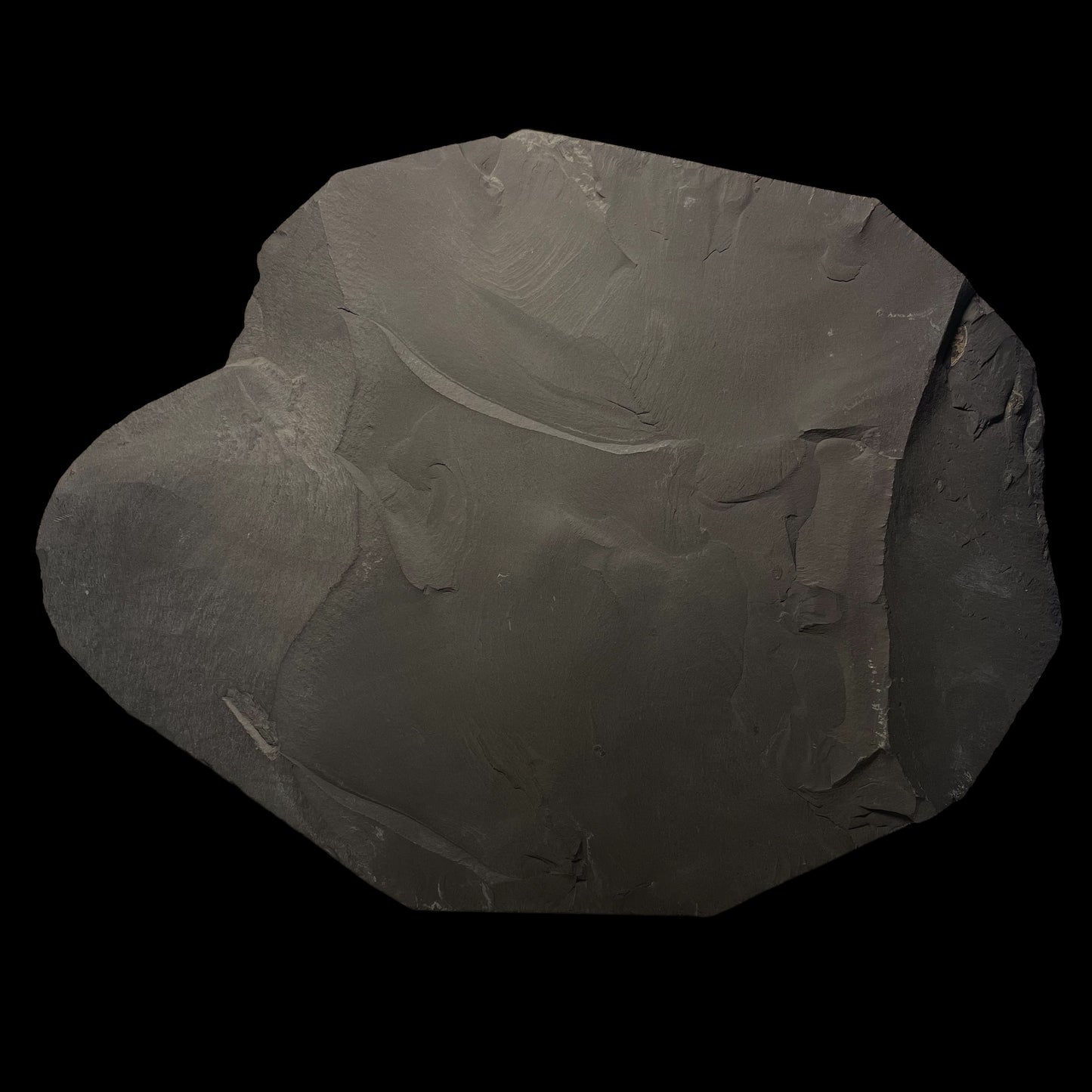 F1474 | Ammonite | Hildoceras sp. & Dactylioceras commune