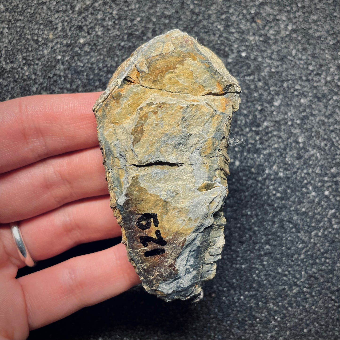 F1591 | Trilobite | Neseuretus tristani