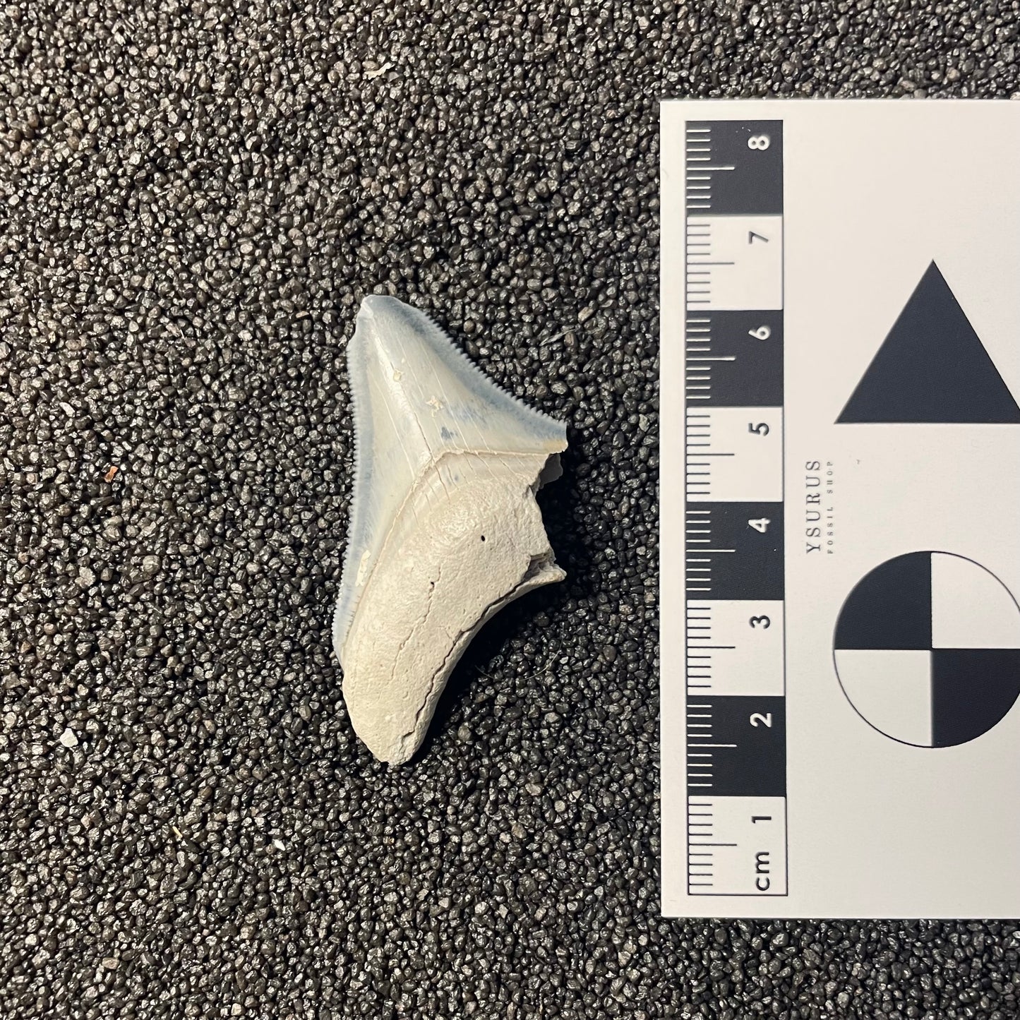 F2442 | Squalo | Otodus megalodon