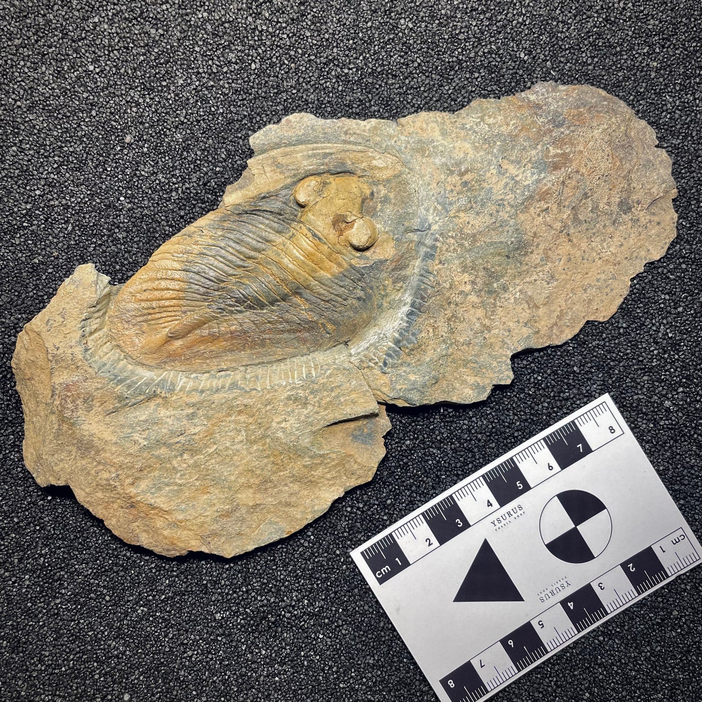 F1585 | Trilobite | Nobiliasaphus nobilis