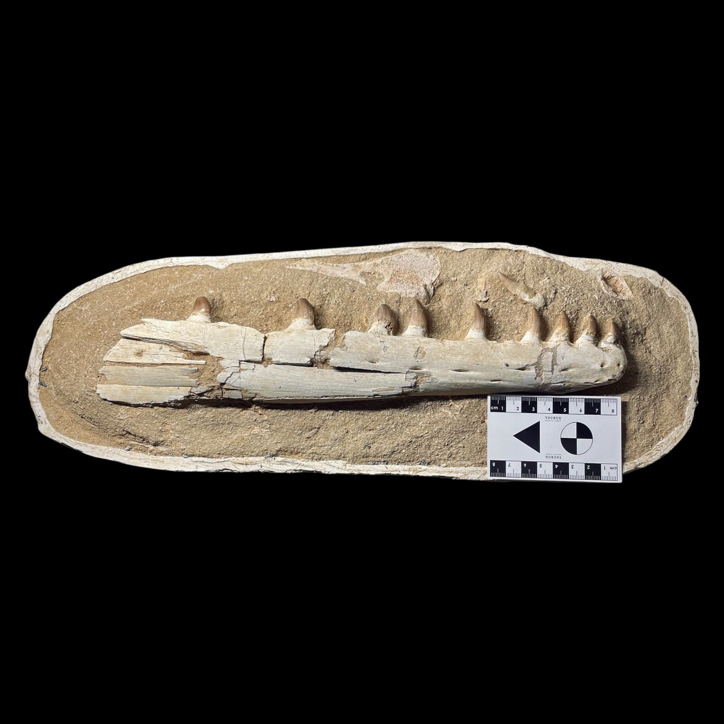 F1986 | Mosasauro | Prognathodon sp.