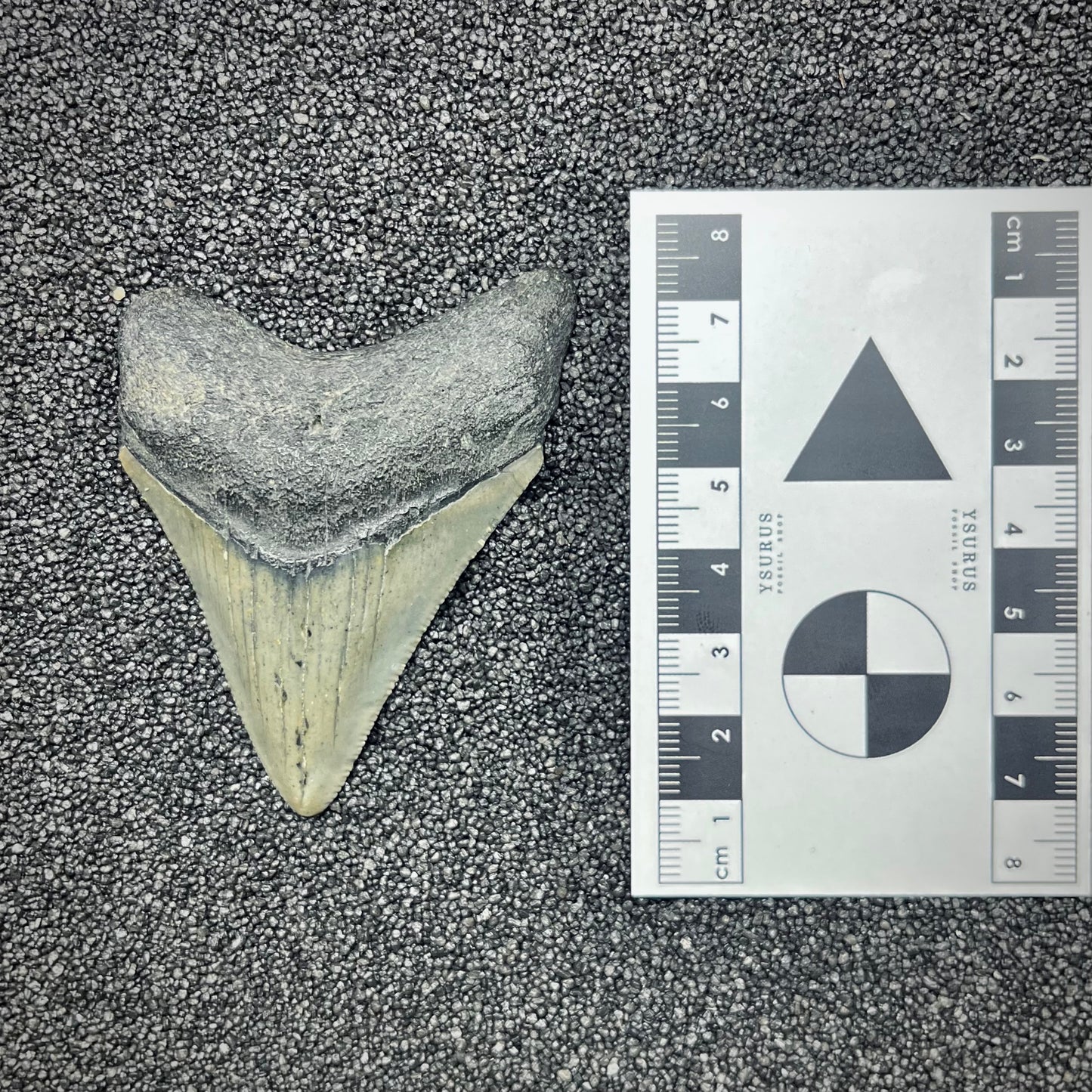 F2875 | Squalo | Otodus megalodon