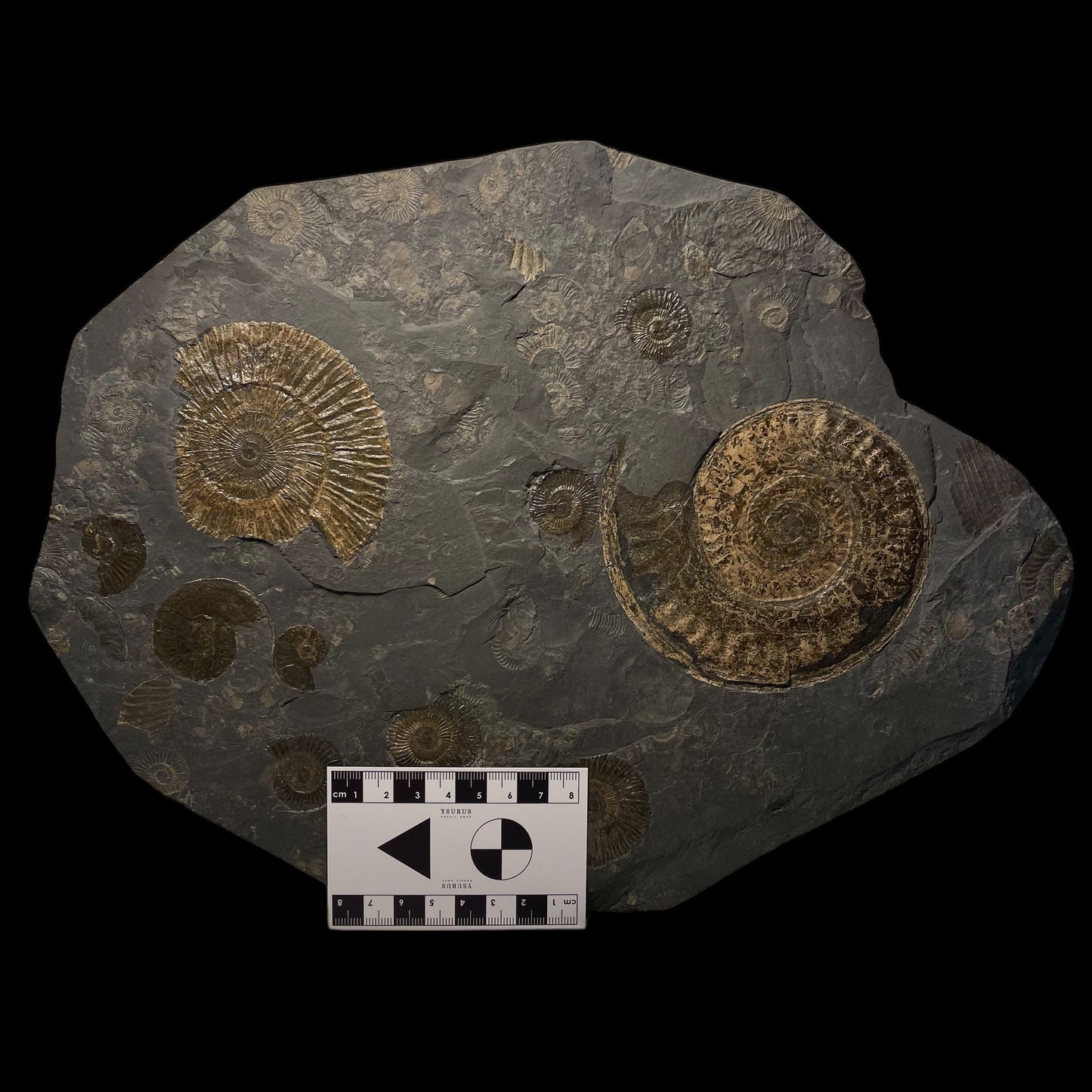 F1474 | Ammonite | Hildoceras sp. & Dactylioceras commune