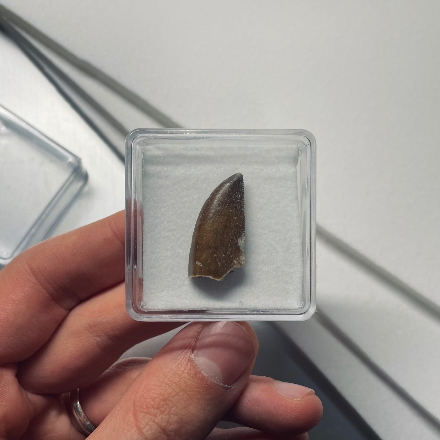 SFL | 2 pz. | Feltrino floccato bianco 6mm