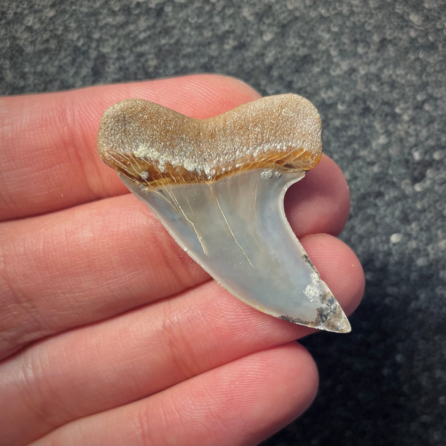 F1789 | Squalo | Carcharodon planus