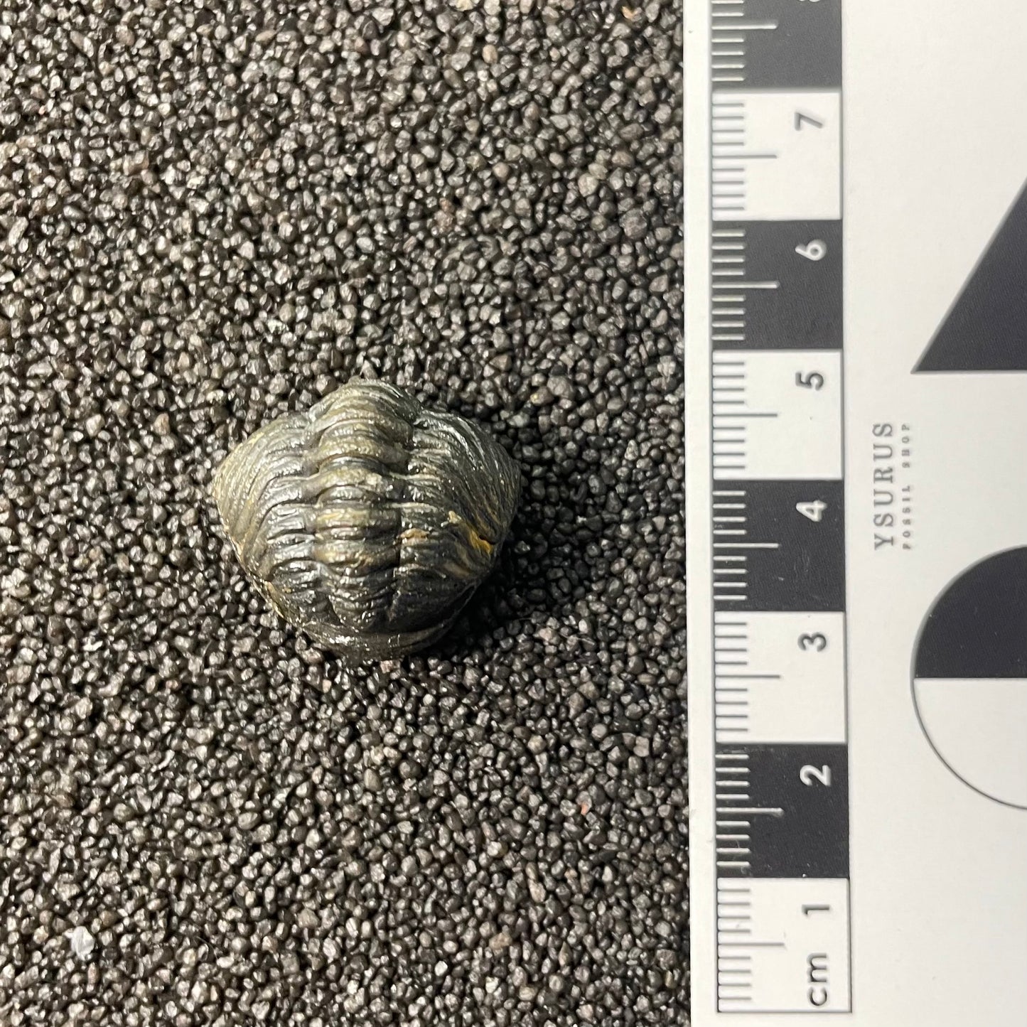 F2598 | Trilobite | Phacopidae indet.