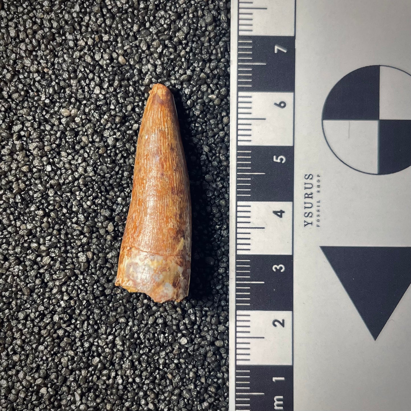 F1859 | Fitosauro | Phytosauridae indet.