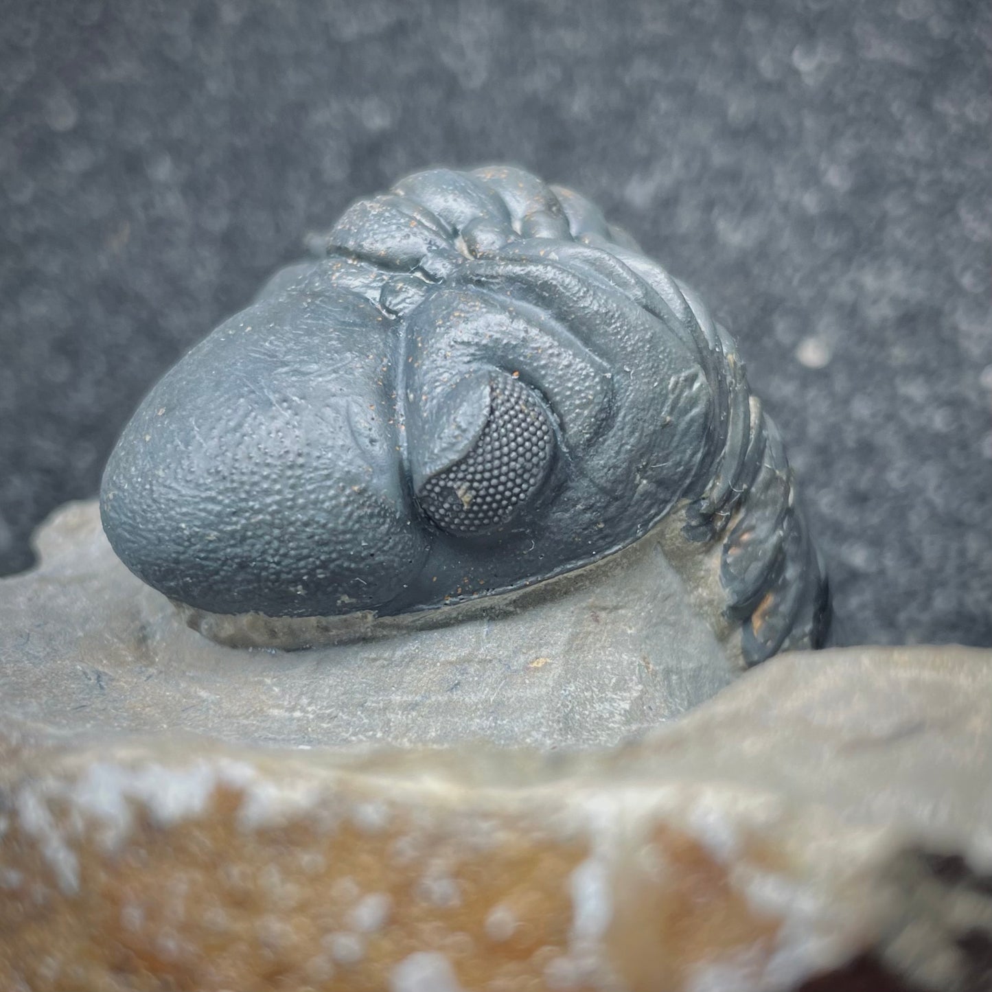 F1890 | Trilobite | Phacopidae indet.