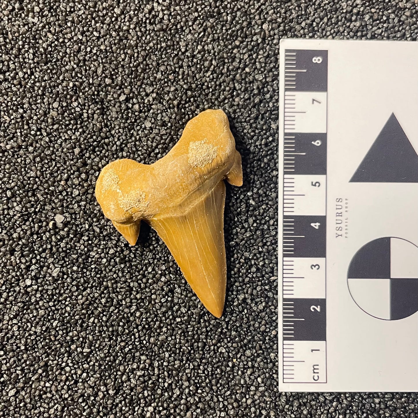 F2214 | Squalo | Otodus obliquus