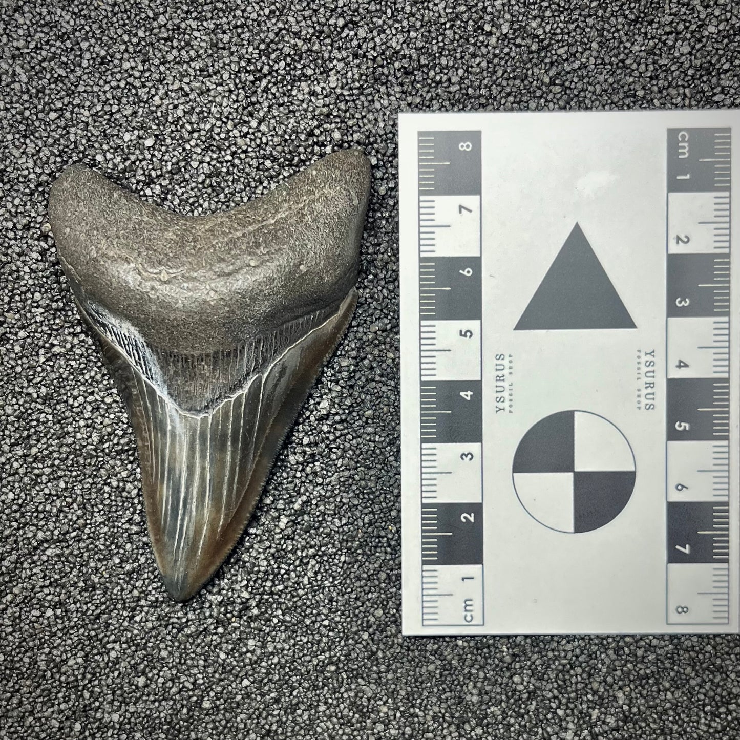 F2866 | Squalo | Otodus megalodon