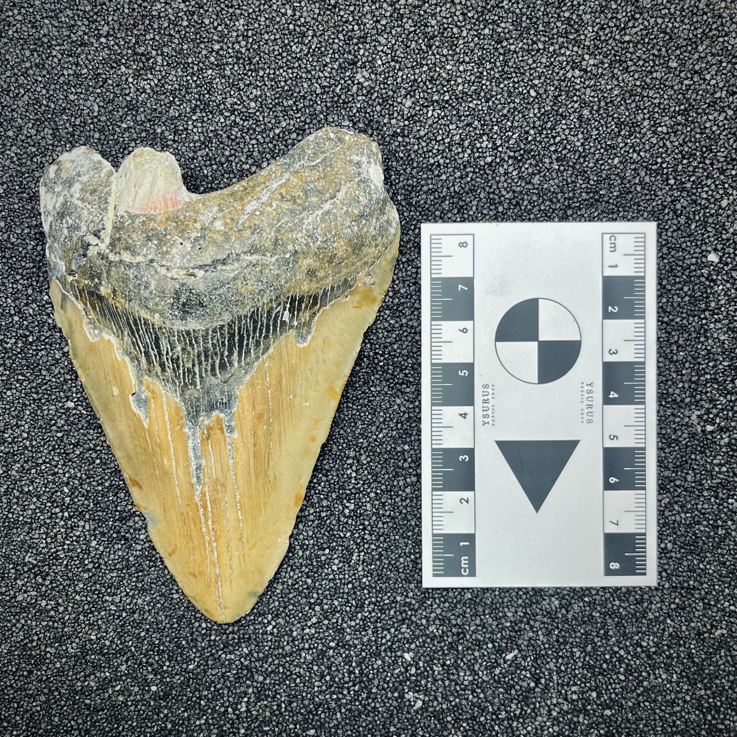F2777 | Squalo | Otodus megalodon